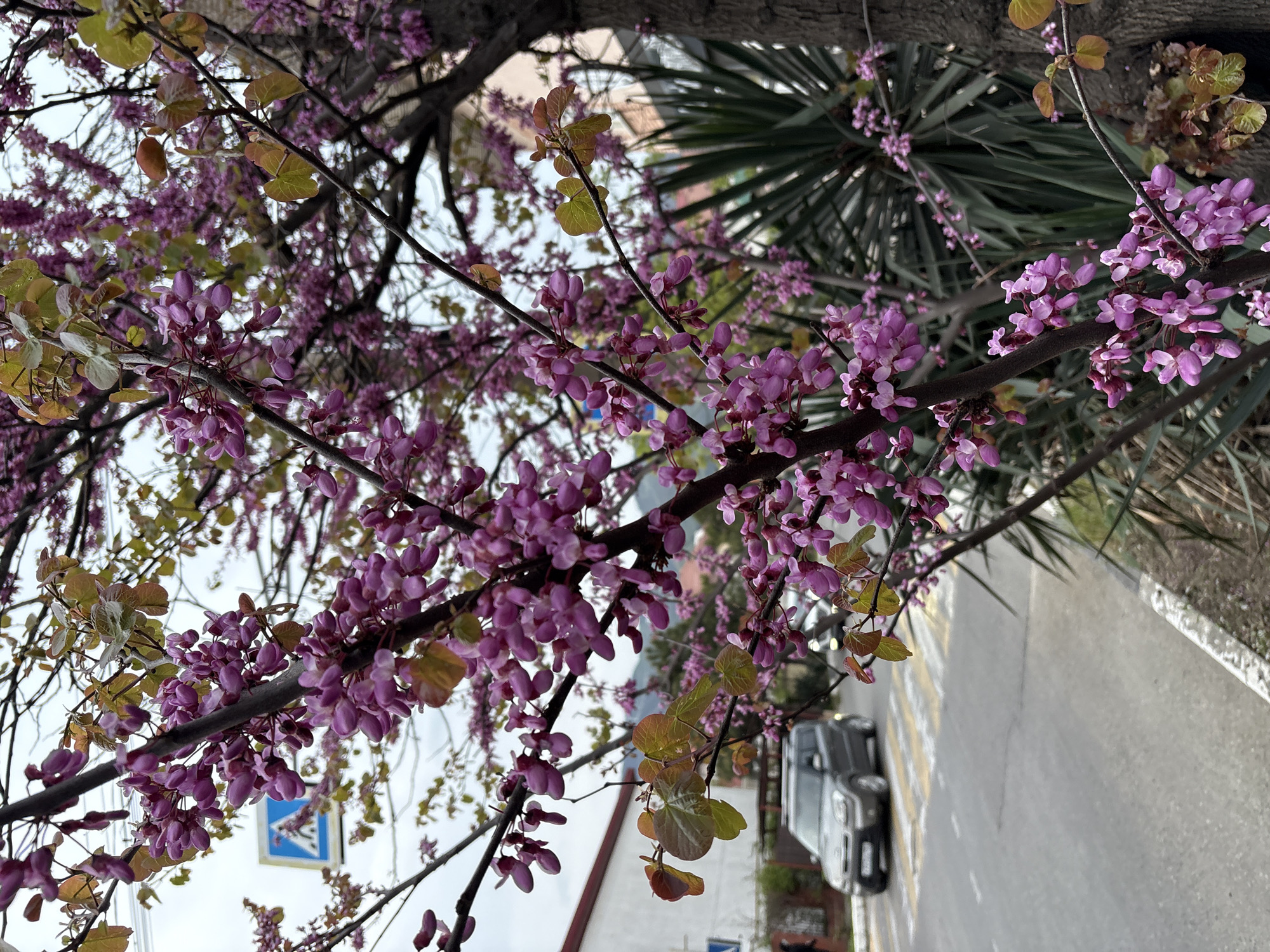 The image provides a close-up view of a flowering tree, likely a Judas tree (Cercis siliquastrum), adorned with abundant clusters of small, vibrant purple-pink blossoms along its dark branches. Interspersed among the flowers are young, heart-shaped leaves, showing a mix of reddish-brown and light green hues, indicative of spring foliage. The flowers appear slightly dewy or wet.
Through the intricate network of branches and blossoms, elements of an urban setting are visible in the background. To the right, the large, dark green, fan-like fronds of a palm or similar plant are prominent. A paved road, marked with faint yellow and white lines, is seen below the tree canopy. Several dark-colored cars are parked along the side of this road. The roofs and upper portions of buildings with light-colored facades are discernible behind the parked vehicles. A blue and white road sign, featuring an indistinct white symbol or arrow, is partially obscured by the branches on the left side of the frame.
The lighting is soft and diffused, suggesting an overcast day or early morning/late afternoon light, as there are no harsh shadows. The scene captures a peaceful moment, highlighting the beauty of nature within an urban landscape. The combination of the flowering Judas tree and palm-like foliage is consistent with the coastal climate of Gelendzhik, Russia. No people or explicit activities are visible in the frame.