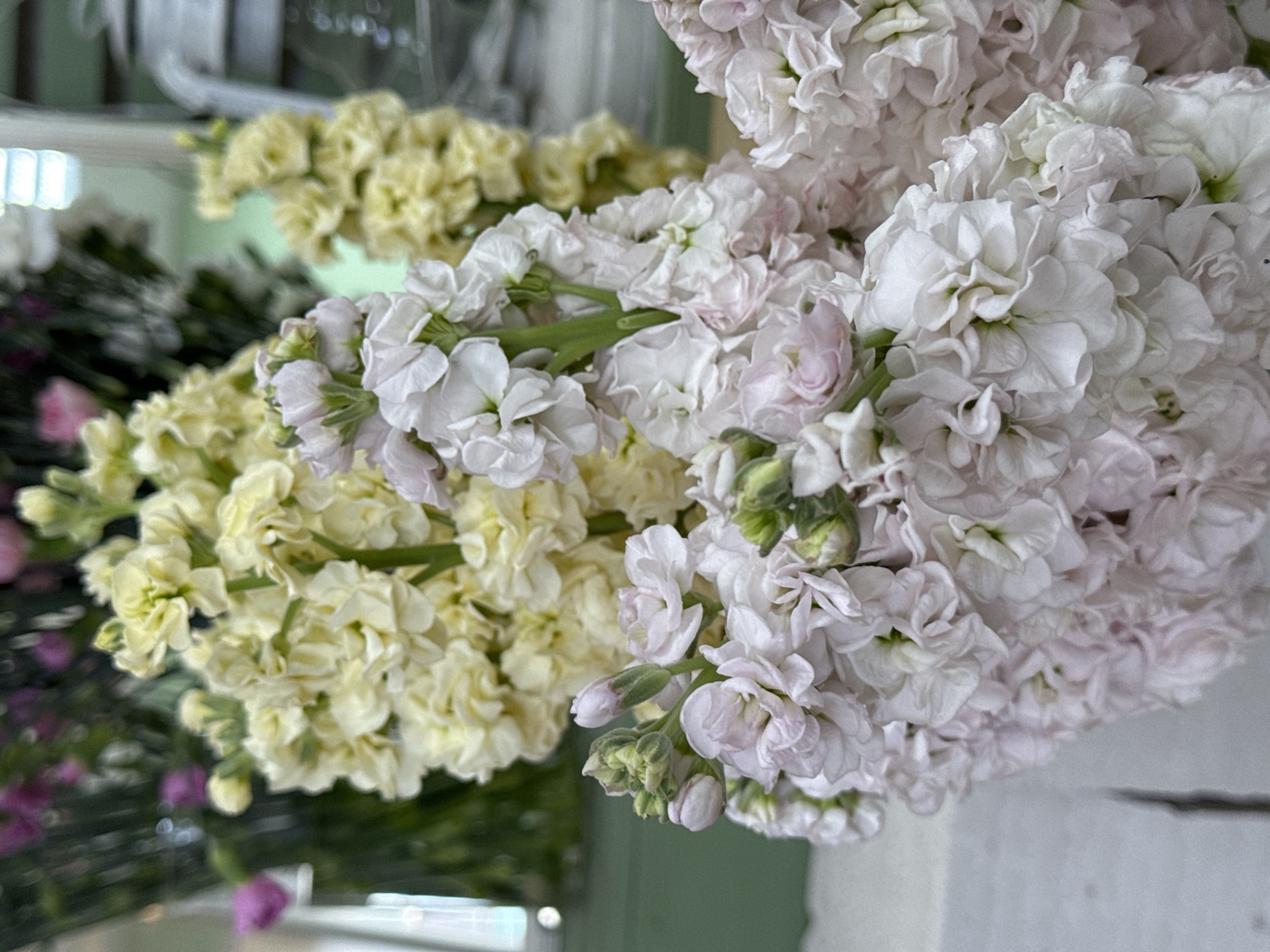A close-up, brightly lit image captures two large arrangements of cut flowers, displayed indoors. The dominant subjects are two distinct types of flowers. On the right, a voluminous cluster of white flowers with delicate hints of pale pink or lavender petals is visible. These flowers feature numerous small, ruffled petals, creating a full and textured appearance. Green stems and several unopened buds are interspersed within this cluster. To the left and slightly behind, a dense bunch of light yellow or cream-colored flowers provides a soft contrast.
The background is largely blurred, suggesting a shallow depth of field. In the mid-ground, out-of-focus green stems and leaves are discernible, along with faint blurs of what appear to be other flowers, possibly purple or dark pink, further back on the left. The far background includes a soft, light green or grey hue, with some indistinct bright light sources or reflections suggesting an indoor environment, possibly a florist shop, market stall, or home. The lighting appears natural and bright, highlighting the delicate forms and colors of the petals. There is no visible text in the image. The image depicts flowers, stated to be from Izhevsk, Russia.