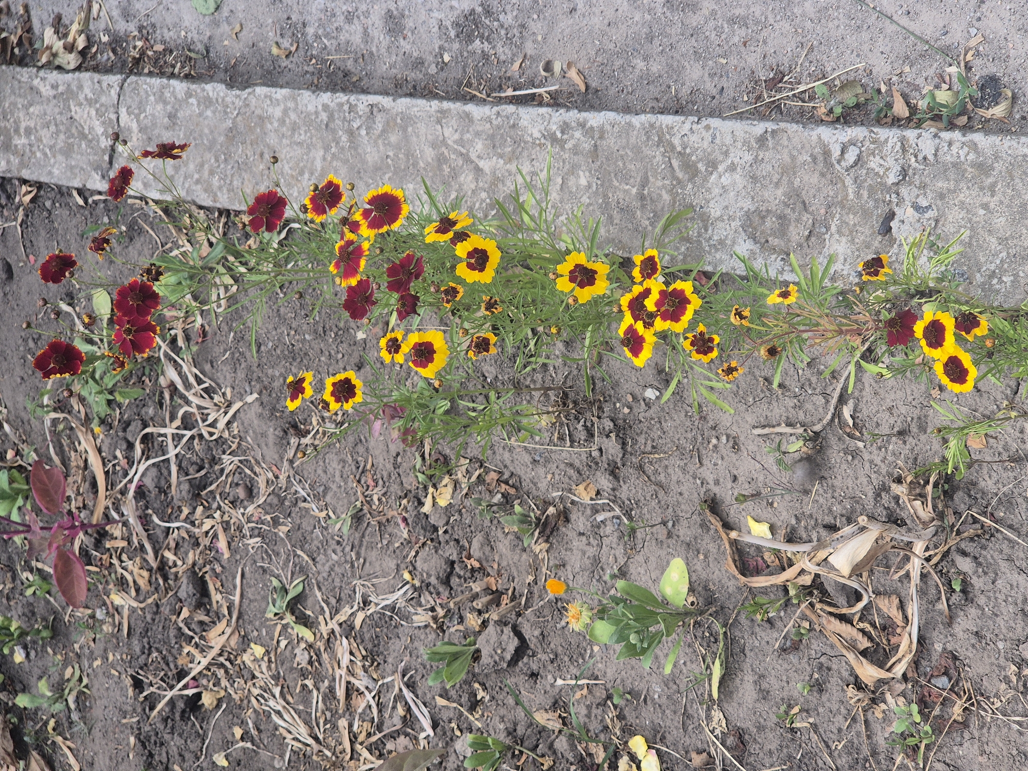 In the village of Sozonivka, Ukraine, a narrow concrete border separates a patch of dry, cracked earth with scattered dead foliage from a slightly more cultivated area. A cluster of flowering plants, primarily featuring small, dark red and yellow blossoms with distinct centers, grows along the edge of the concrete border. To the left, a single, smaller orange flower is visible amidst sparse green shoots and dried plant matter. The overall scene depicts a small, unkempt garden area with blooming flowers.