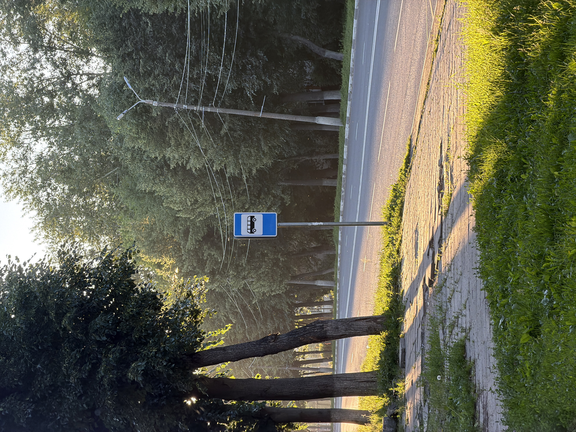 The image depicts a street scene in Kolomna, Russia, on a sunny day. The foreground features a grassy area with scattered dandelions and a paved sidewalk with an uneven surface. Beyond the sidewalk, a two-lane asphalt road with white markings runs horizontally.
On the right side of the road, a blue and white bus stop sign is visible. Behind the sidewalk and to the left of the road, several trees with lush green foliage line the street. In the background, a utility pole with wires stretches across the scene, and more trees create a dense green backdrop against the bright sky. The setting sun casts long shadows across the sidewalk and grass, indicating it is either early morning or late afternoon. There are no people or animals visible in the frame.