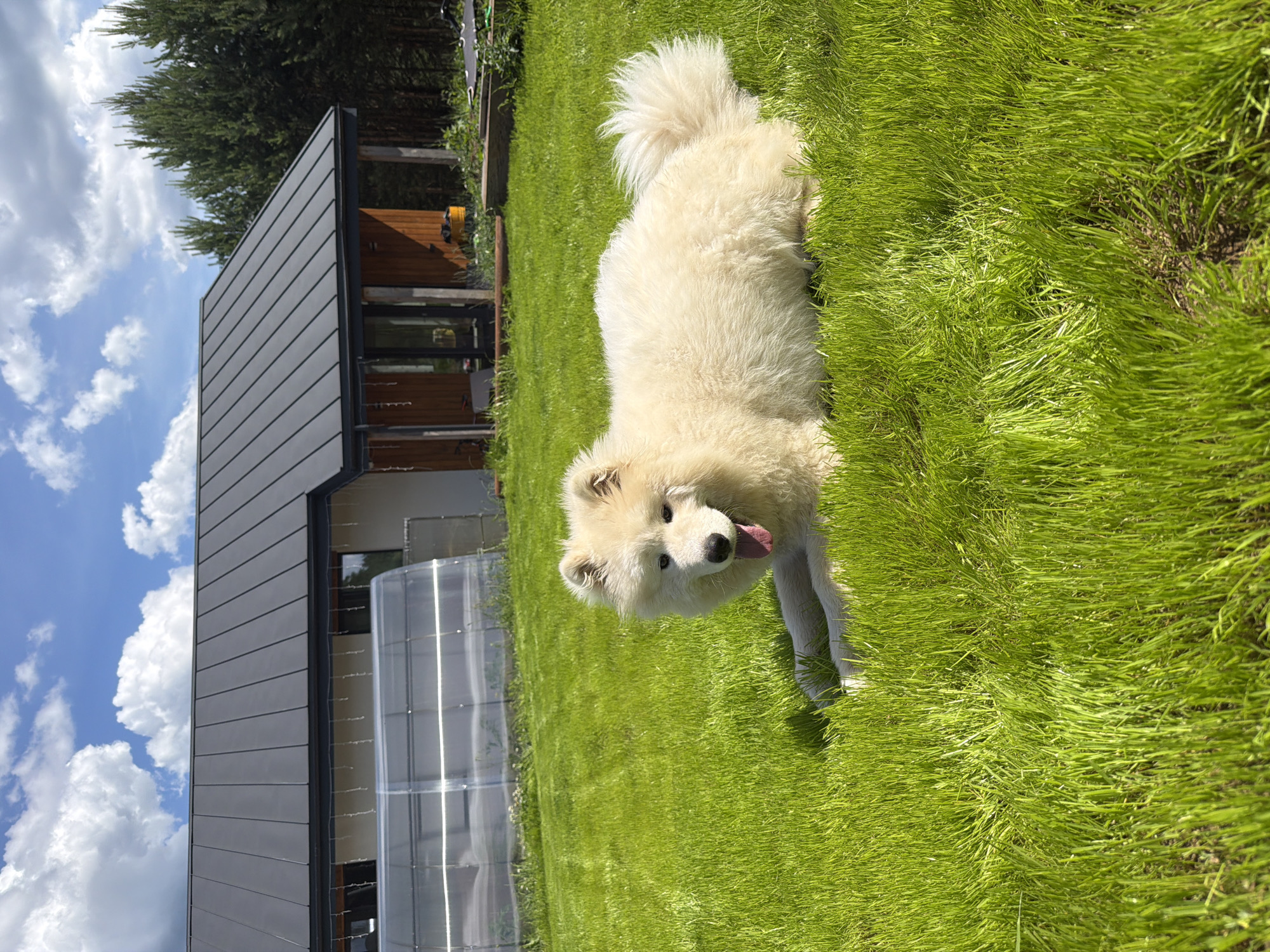 A light-colored, fluffy dog lies on a vibrant green lawn in front of a modern house. The house has a dark gray, gabled roof and light-colored walls. To the left of the house, a greenhouse is visible. The background shows a line of tall pine trees under a bright blue sky with fluffy white clouds. The dog is lying down with its tongue out, appearing relaxed. The overall scene suggests a sunny day in a rural or suburban setting, possibly in Chaikovsky, Russia, given the typical architecture and pine trees found in such regions.