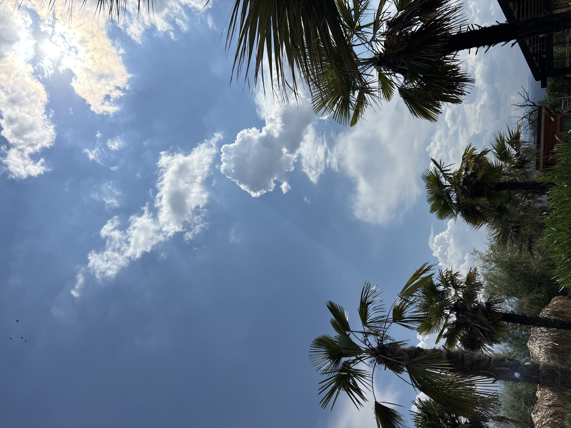 This media file is an upward-facing shot of a bright blue sky with scattered white clouds. Several palm trees are visible, with their fronds reaching towards the sky. The sun is shining brightly, partly obscured by clouds in the upper left portion of the image. There are some birds flying in the distance in the lower left of the frame. The overall scene suggests a warm, sunny day, possibly in a tropical or subtropical location, although the provided location context indicates Plovdiv, Bulgaria, which is not typically considered tropical. The image appears to be taken outdoors during daylight hours. There is no visible text in the image.