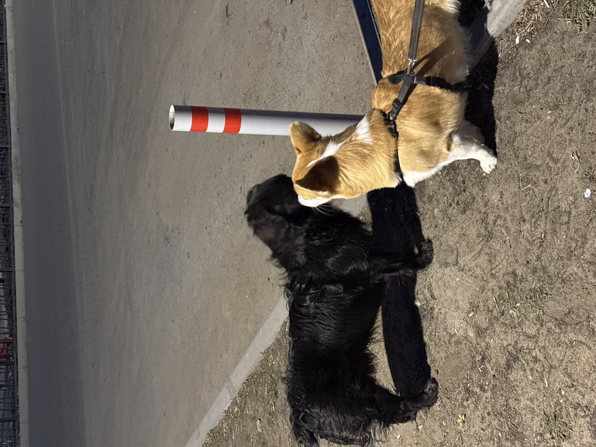 In Borzya, Russia, the scene shows two dogs near a red and white striped pole. One dog is a light brown and white corgi, wearing a black harness. The other dog is entirely black and appears to be a cocker spaniel type. They are on a rough, dirt surface with sparse grass and debris. The background shows a gray concrete sidewalk and what appears to be a chain-link fence. The time is either early morning or late afternoon, based on the sun's angle.