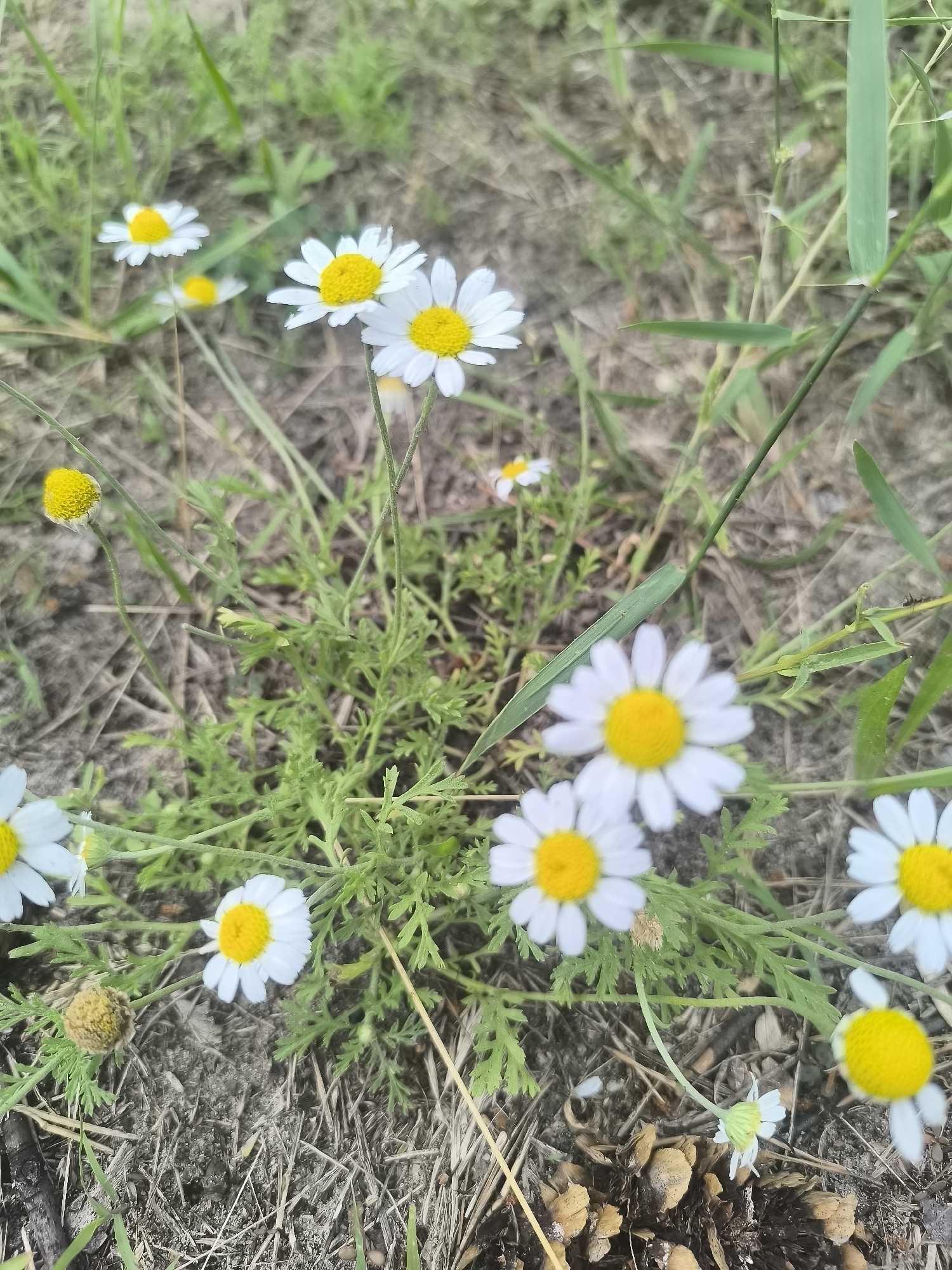 A group of white daisies with yellow centers are blooming in a grassy area. The daisies are of varying sizes and some are in focus while others are blurred. The ground is covered with dry grass and dirt. In the upper left corner, there are blades of green grass. The scene appears to be outdoors.