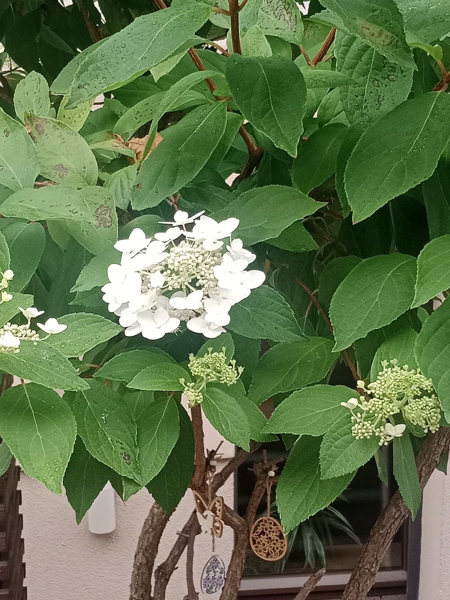 This image shows a close-up of a blooming hydrangea bush with white flowers and green leaves. The leaves appear to have water droplets on them, suggesting recent rain or watering. The bush is set against a pale pink wall and some brown branches are visible, one with decorative ornaments hanging from it, including a wooden butterfly and an oval ornament with a floral pattern. The scene is likely an outdoor setting, possibly a garden or balcony, in a residential area. The image does not contain any people.