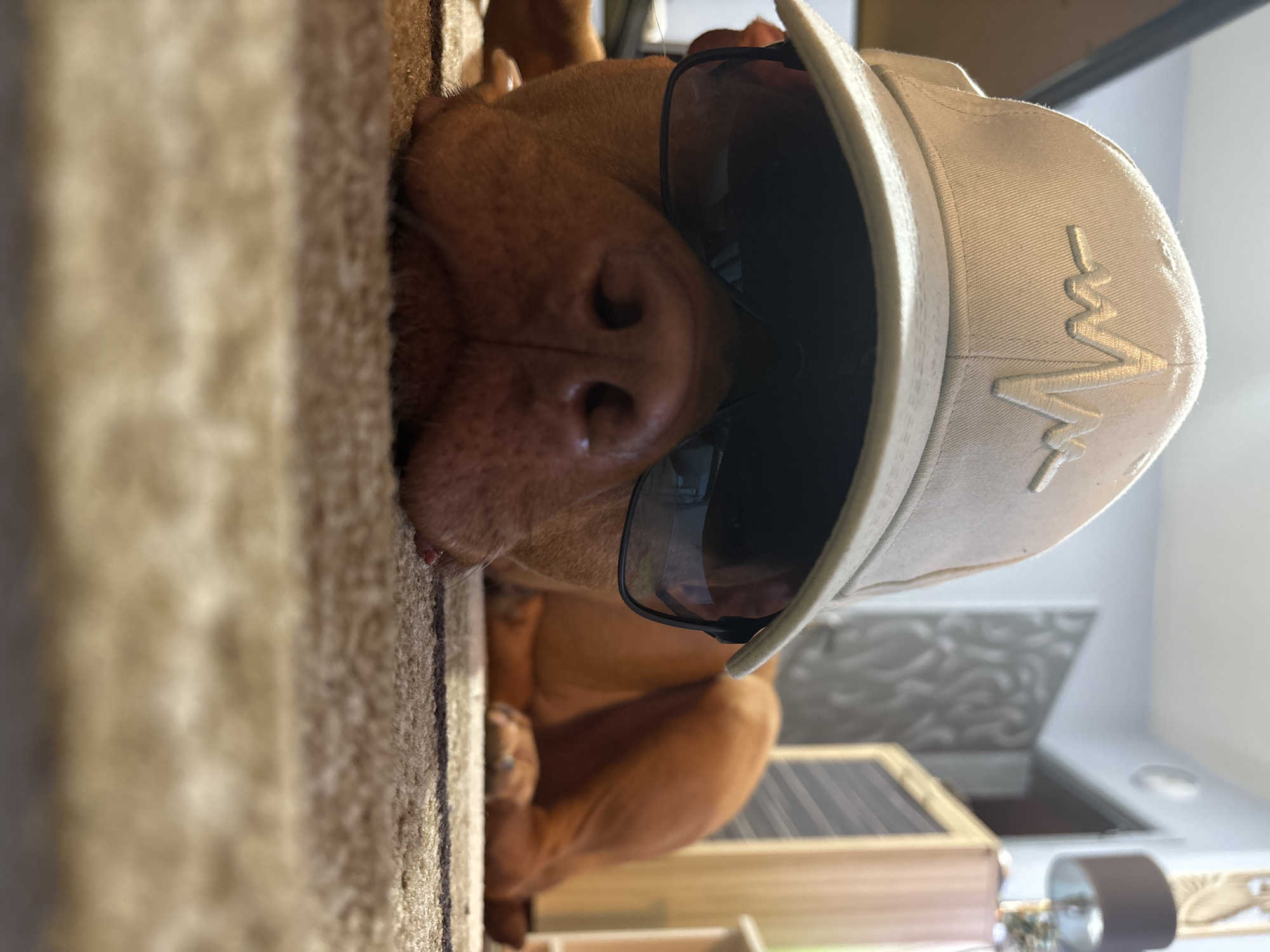 A dog wearing a white baseball cap and sunglasses is lying on a beige carpet. The cap has a stylized line graphic on the side. The background includes a wall, part of a door frame, and a cabinet or storage unit. The dog is a tan color. The scene appears to be indoors. There is no evidence to suggest this image was taken in Sofia, Bulgaria.