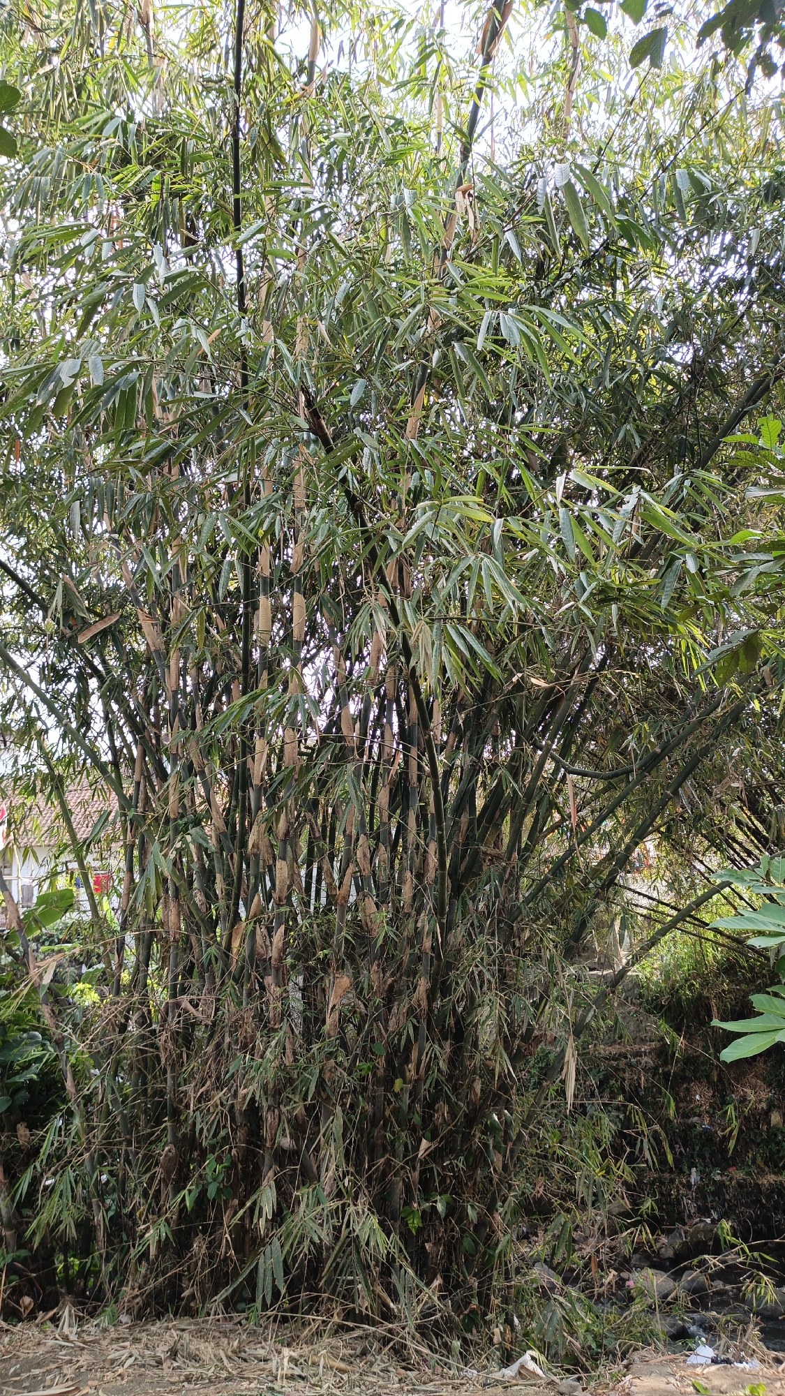 The image depicts a dense clump of bamboo trees in the village of Desa Arjasari, Indonesia. The bamboo stalks are a mix of dark green and light brown, with numerous thin, elongated green leaves forming a thick canopy. Some dried bamboo leaves and debris are visible at the base of the stalks. The bamboo grove is situated outdoors, with hints of foliage and a building with a reddish-brown roof visible in the background on the left. The overall environment appears to be natural, with evidence of a somewhat untidy or overgrown area.