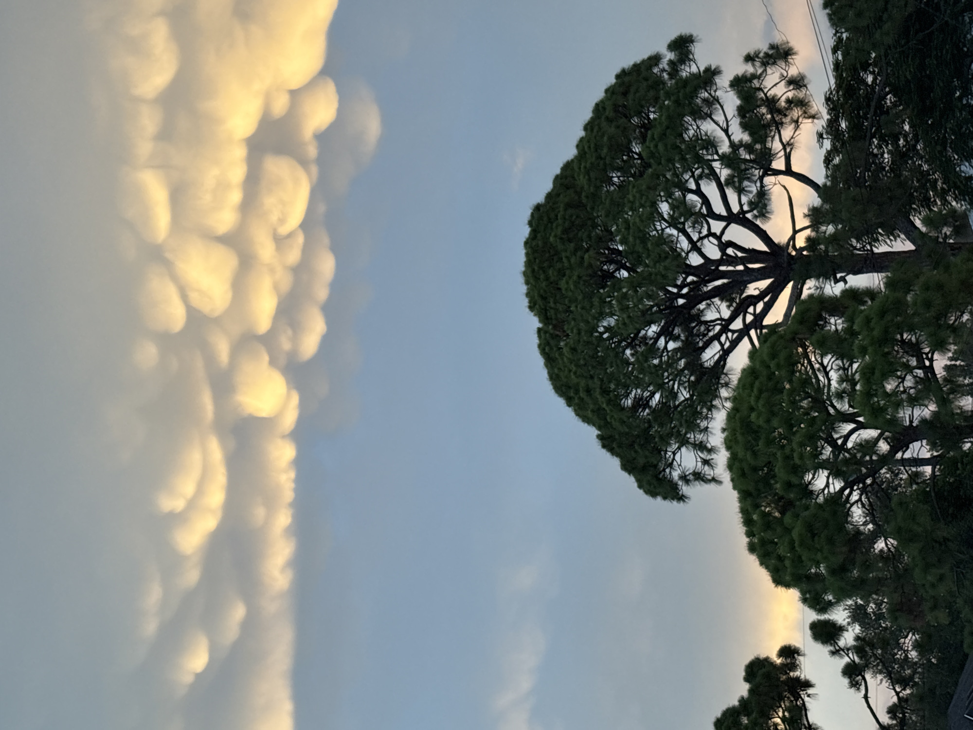 A dramatic sky with mammatus clouds, illuminated by the setting sun, dominates the upper portion of the image. These bulbous clouds hang in a textured, golden-yellow mass against a pale blue sky. Below the clouds, silhouetted evergreen trees, likely pine trees, fill the lower half of the frame. The trees are dense and dark green, with intricate branches visible against the sky. A faint glow of sunset is visible on the horizon behind the trees to the right of the image. The scene appears to be set in a suburban or semi-rural environment, consistent with South Venice, Florida, United States of America, a coastal community known for its lush vegetation and picturesque sunsets. There are no people or animals visible in the image. The overall impression is one of natural beauty and atmospheric phenomena.