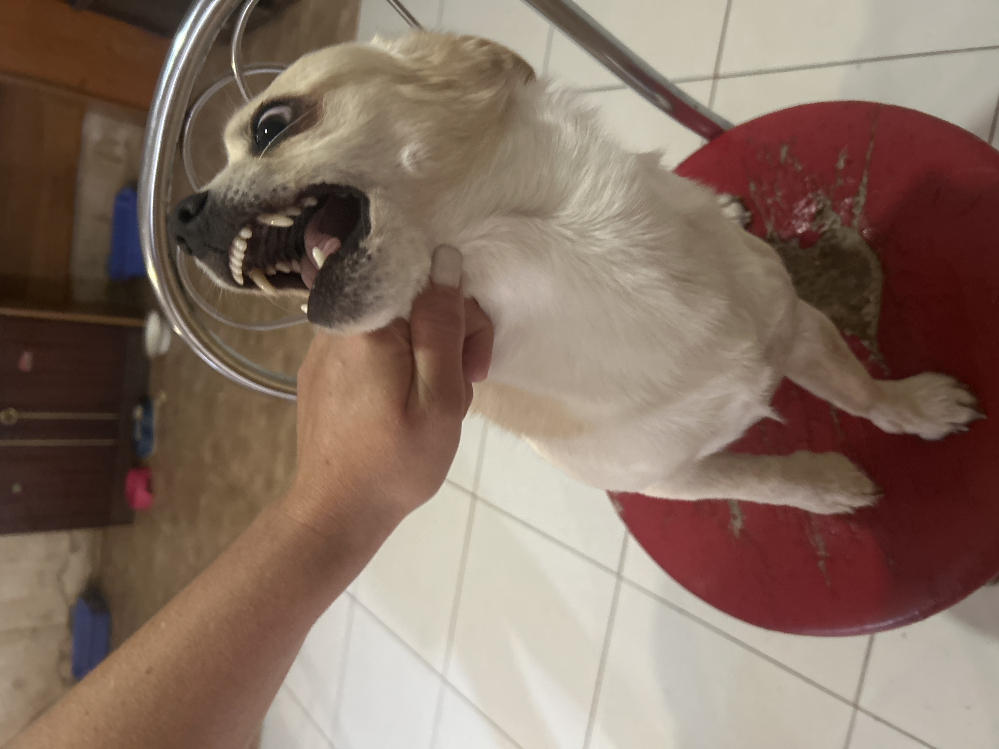 In an indoor setting in Velykodolynske, Ukraine, a light-furred, small to medium-sized dog stands on a worn, red-painted stool. A human hand, with visible forearm, grips the dog's neck/throat area firmly. The dog's mouth is wide open, exposing bared teeth and gums, while its eyes are wide with the whites visible, indicating a state of distress or aggression. Directly beneath the dog's hindquarters on the stool, a greenish-brown semi-liquid substance, consistent with vomit or excrement, is present. The background features a tiled floor and blurred wooden furniture, alongside indistinct blue and pink objects. A chrome or polished metal frame, possibly part of the stool or a chair, is visible behind the dog.