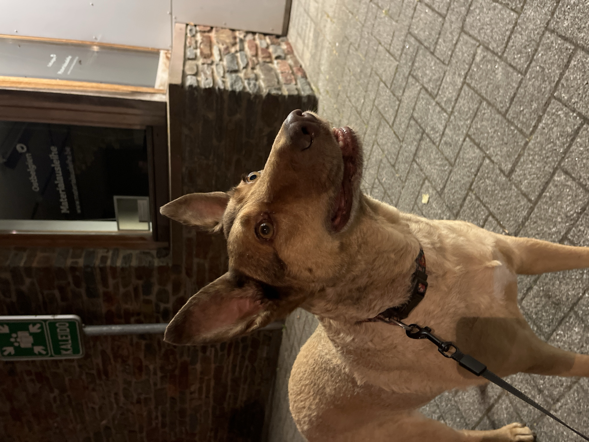 A tan dog is pictured outdoors at night, standing on a paved sidewalk in front of a brick building. The dog's head and upper body are in focus, with its mouth slightly open. The building behind the dog has a window with text that reads "Ostbelgien" and "Materialausleihe" along with a website address. A green sign with white figures and the word "KALEIDO" is visible on a pole to the left of the dog. The setting appears to be the city of Saint-Vith, Belgium, as indicated by the "Ostbelgien" text on the building, which refers to the German-speaking community of Belgium, with Saint-Vith being a prominent town within it.