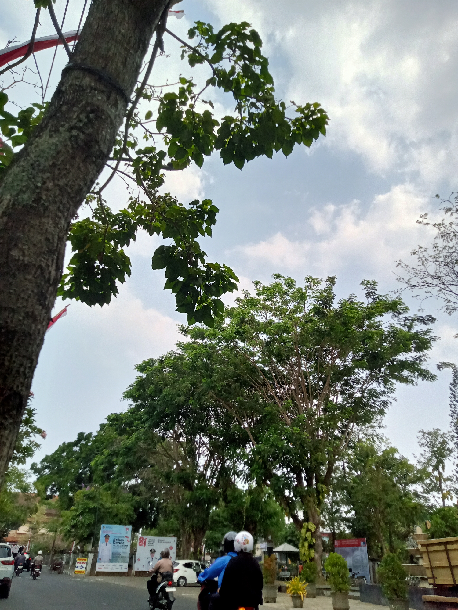 The image depicts a street scene in Tulungagung, Indonesia, with lush trees lining the road. In the foreground, a large tree trunk with moss covers its bark is on the left side of the frame, with branches extending upwards towards a cloudy sky. Several motorcycles are visible on the road, with two riders in the center of the frame. One rider wears a blue jacket and a white helmet with a colorful pattern, while the other wears a light brown jacket and a white helmet. Another motorcycle is partially visible on the right side of the frame. In the background, there are several large trees, some with dense green foliage. Two large posters are also visible, one featuring a man in a white shirt and a blue sash, and the other with the number "81" prominently displayed. The sky is overcast with scattered clouds. The overall impression is of a city street in a tropical or subtropical region, with abundant greenery.
