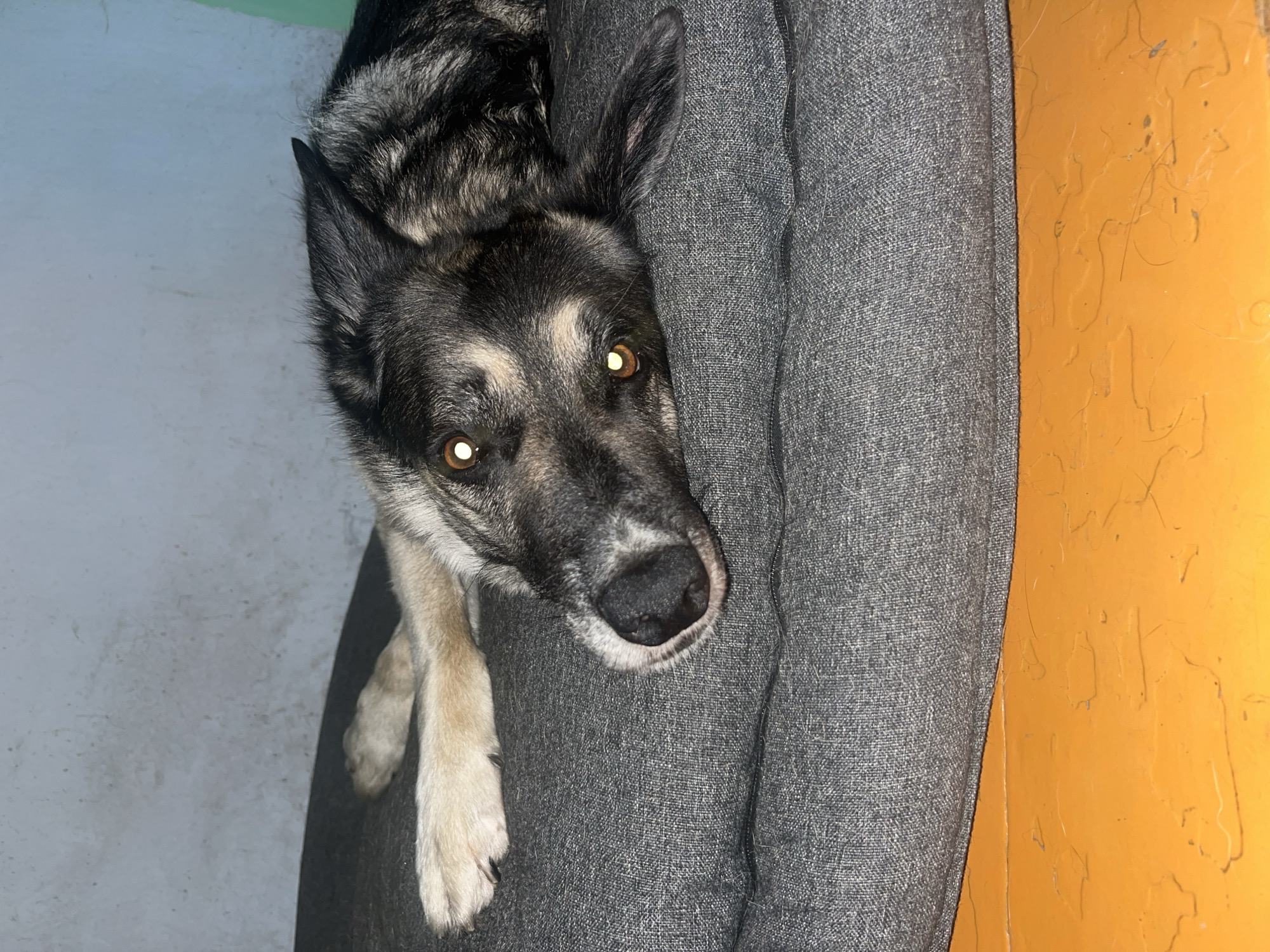 A medium shot shows a dog lying on a gray dog bed. The dog is a mixed breed with black, gray, and tan fur. Its head is tilted and its eyes are looking directly at the camera. The dog's front paws are visible, resting on the bed. The dog bed is on an orange surface that appears to be a floor. In the background, a light-colored wall is visible. The image does not provide any information about the location in the city of Nizhny Tagil, Russia.