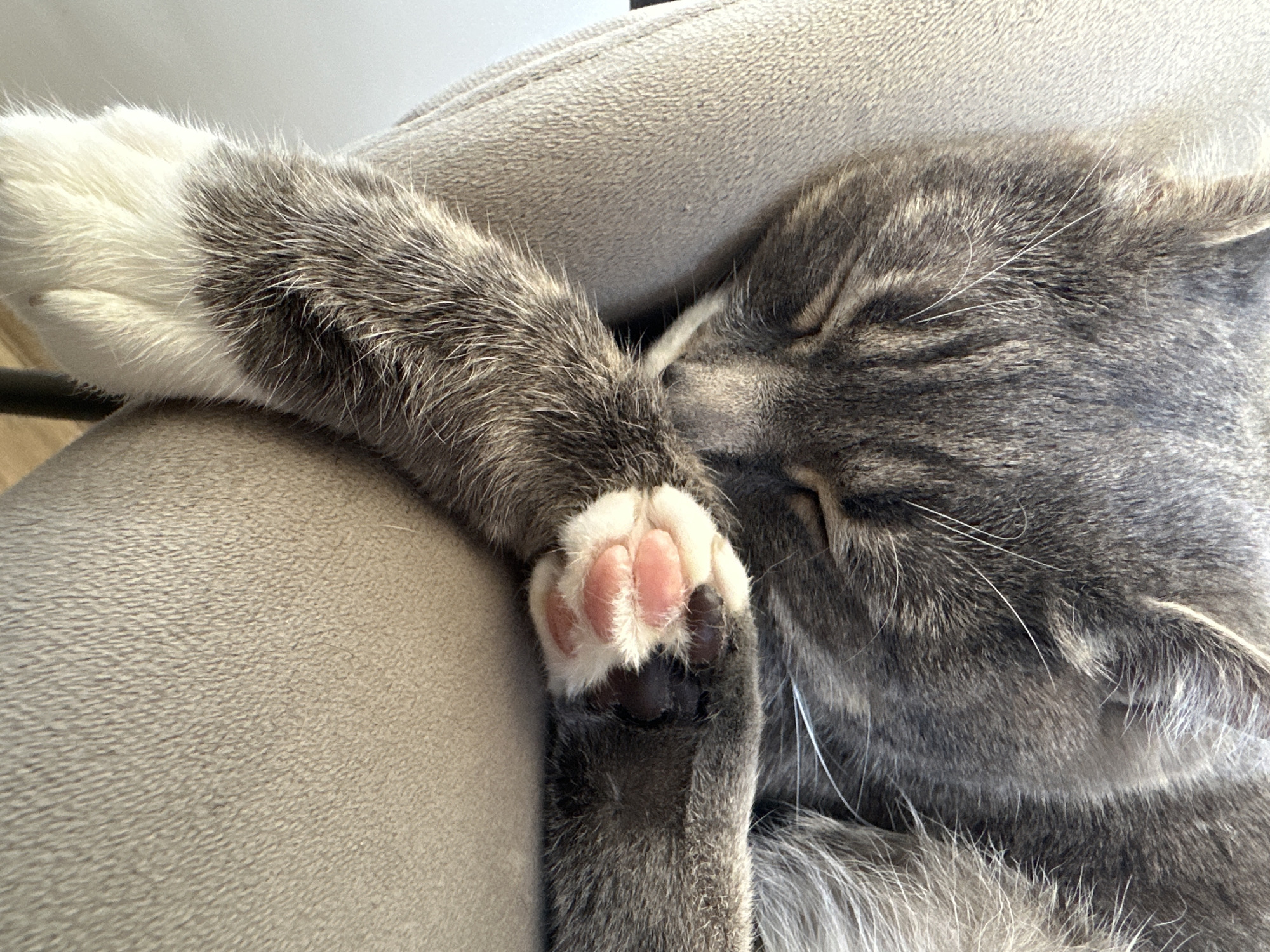 A close-up, eye-level shot shows a gray tabby cat sleeping peacefully on a neutral-colored upholstered surface. The cat's eyes are closed, and its head is resting on its paws, with one paw tucked in front of its face. The cat's fur is a mix of gray and black tabby markings. Its paw pads are a pale pink, and the fur around them is white. The background is a soft, textured fabric, likely part of a chair or sofa. The lighting is natural and diffused, creating a warm and serene atmosphere. The image captures a moment of deep sleep and comfort for the feline subject.