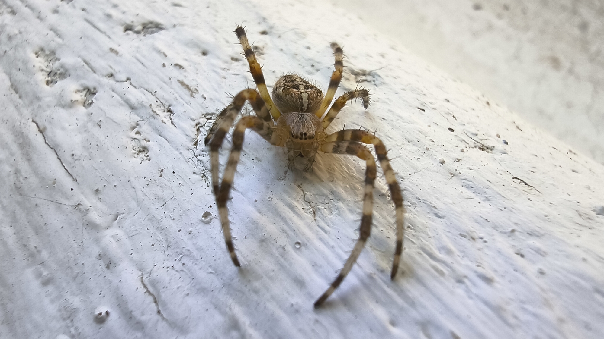 A close-up, high-angle shot shows a European garden spider positioned on a textured, white surface. The spider is light brown and tan with darker brown stripes on its legs. Its body is covered in fine hairs, and its eight legs are spread out. The white surface appears to be a wall or a similar structure, showing some cracks and indentations, with a slight sheen indicating it might be painted or coated. The lighting suggests it's daytime, with a soft light illuminating the scene. The spider is the primary subject, centrally located and in sharp focus, while the background is slightly blurred. The overall impression is of a natural subject captured in detail against an urban or man-made backdrop.