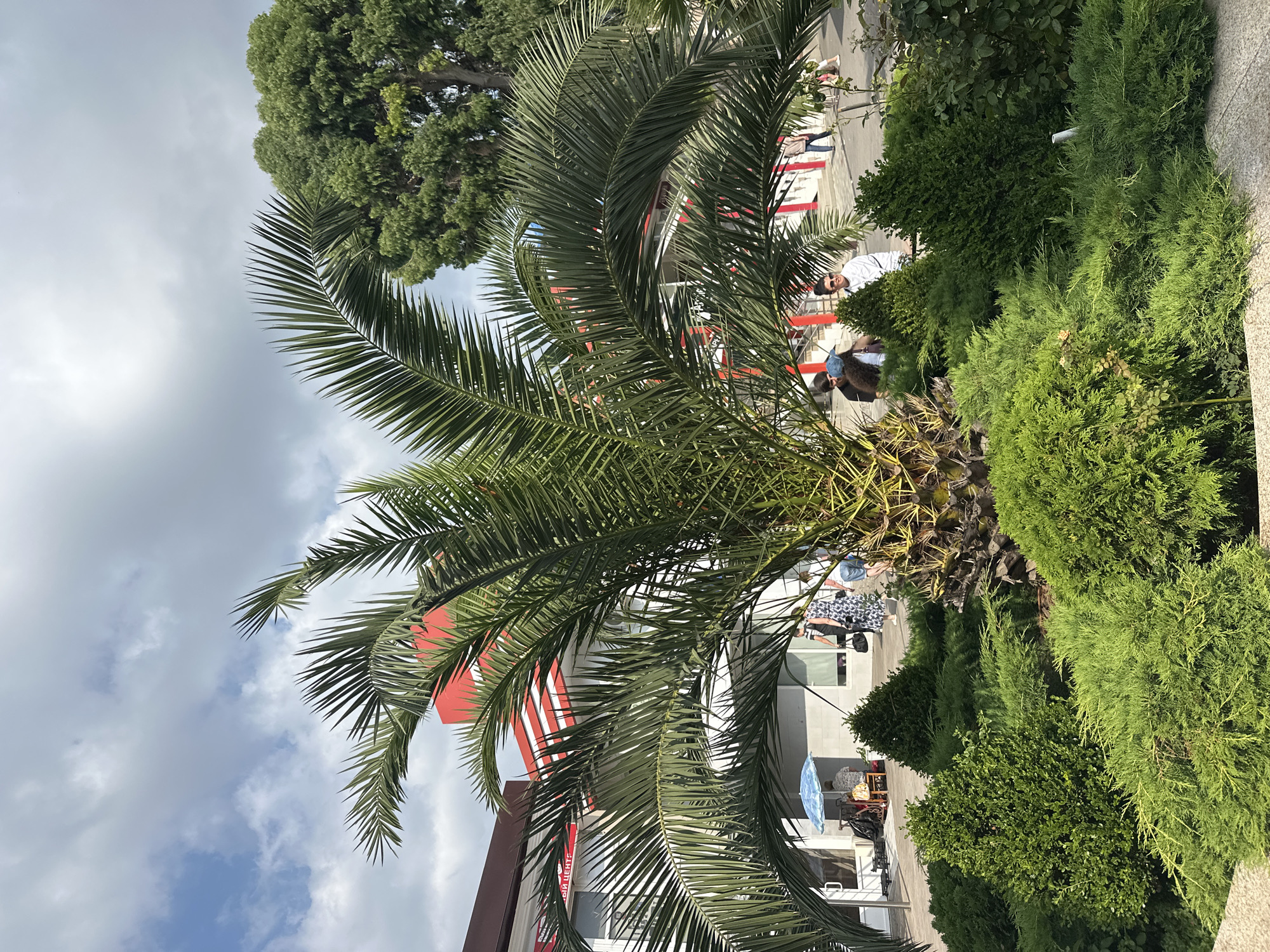 A mature palm tree dominates the foreground of the image, its fronds arching outwards. Behind the palm, a modern building with red and white accents is visible, suggesting it is a commercial establishment. Several people are walking in the background, some near the building's entrance. Lush green bushes and shrubs surround the base of the palm tree. The sky above is partly cloudy. This scene is consistent with the coastal urban environment of Sochi, Russia, known for its palm trees and contemporary architecture.