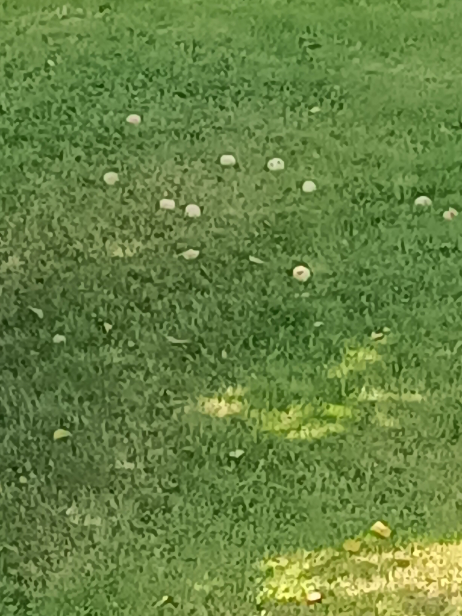 The image shows a grassy area with several small, white, spherical objects scattered across it. The objects appear to be golf balls. The grass is green and appears to be well-maintained. The lighting suggests it is daytime, and there are some shadows on the grass, indicating sunlight. The image is taken from a slightly elevated perspective. Without further information or context about Tebras, Latvia, it is impossible to determine the specific location within the city.