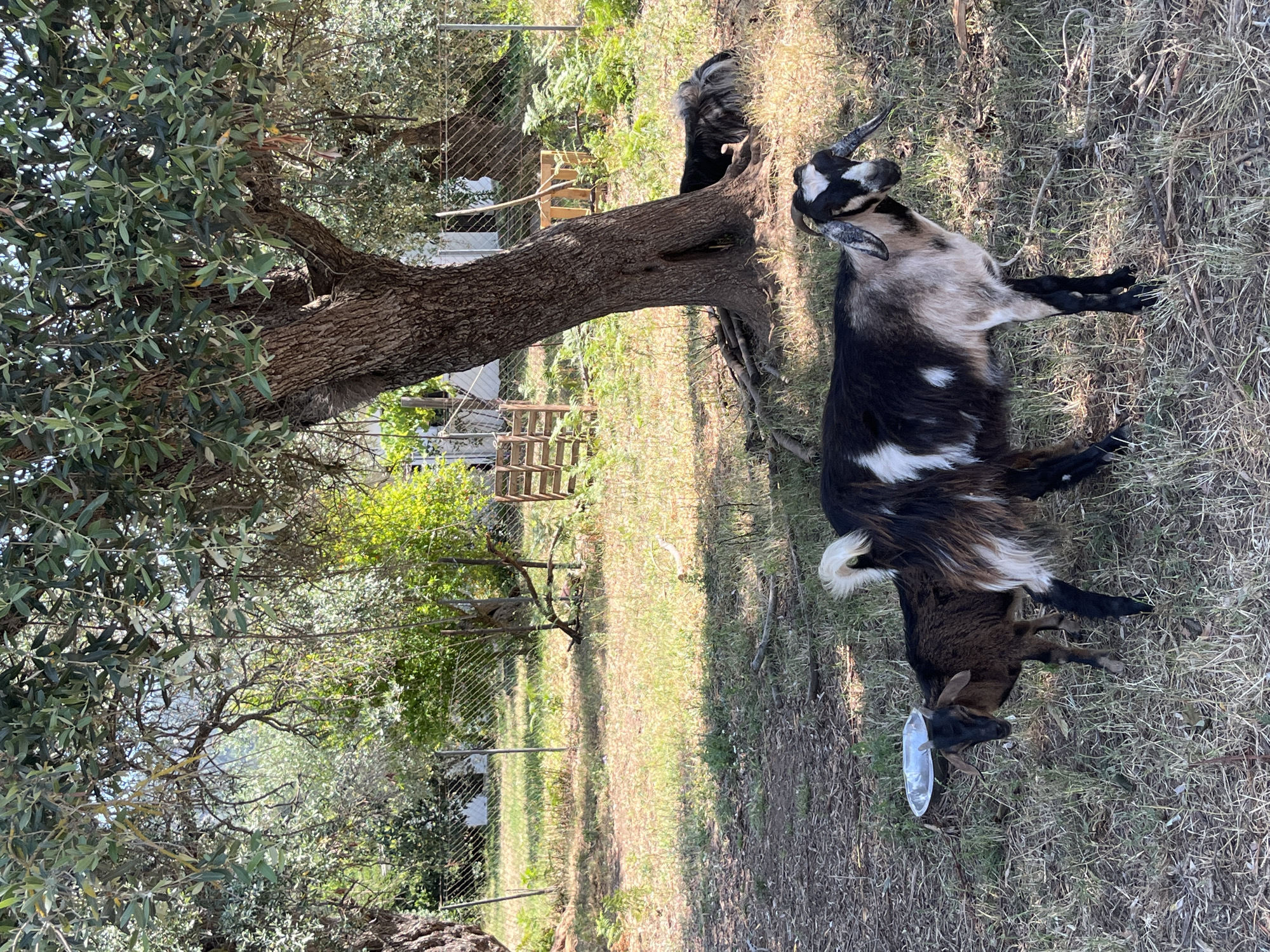 This image depicts an outdoor scene with goats. The primary subjects are two goats, one lying down on dry grass and the other standing. The standing goat is black and white with horns. The goat lying down appears to be a kid, possibly a fawn or brown color, and has a clear plastic object on its head. The scene is set in a rural or semi-rural environment, with an olive tree prominently featured on the left side of the frame. A chain-link fence is visible in the background, along with some vegetation and what appears to be a wooden structure. The ground is covered in dry grass and some fallen leaves or twigs. The lighting suggests it is daytime, possibly a sunny day, with shadows cast on the ground. The overall impression is one of a pastoral or farm setting. There is no visible text in the image.