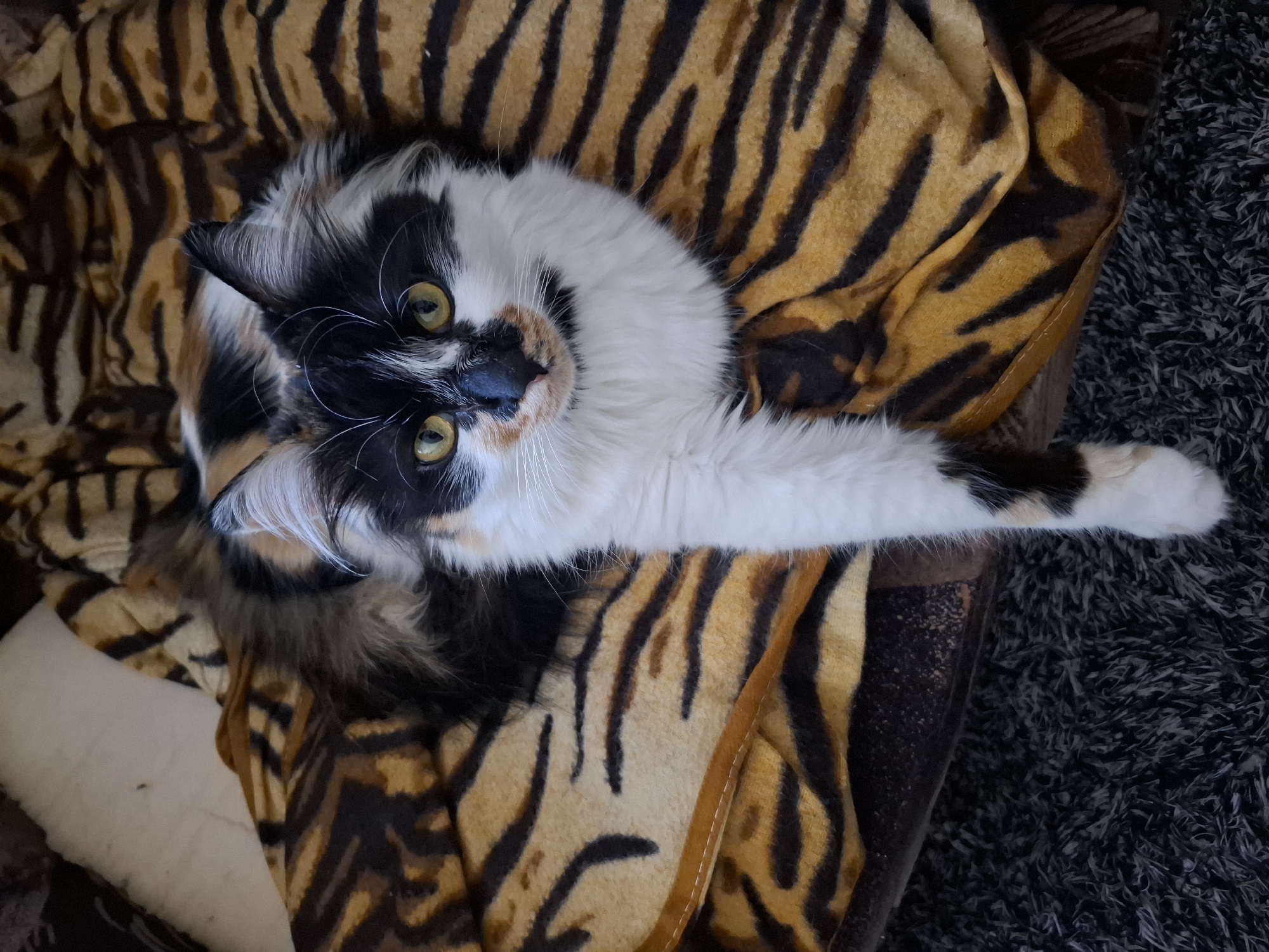 A medium shot of a calico cat lying on a tiger-striped blanket. The cat is lying on its back with its head towards the upper left of the frame, looking upwards with yellow eyes. One paw is extended towards the right side of the image. The blanket is draped over what appears to be a piece of furniture covered with a dark shag carpet. The location is indiscernible, and there is no indication of Sofia, Bulgaria.