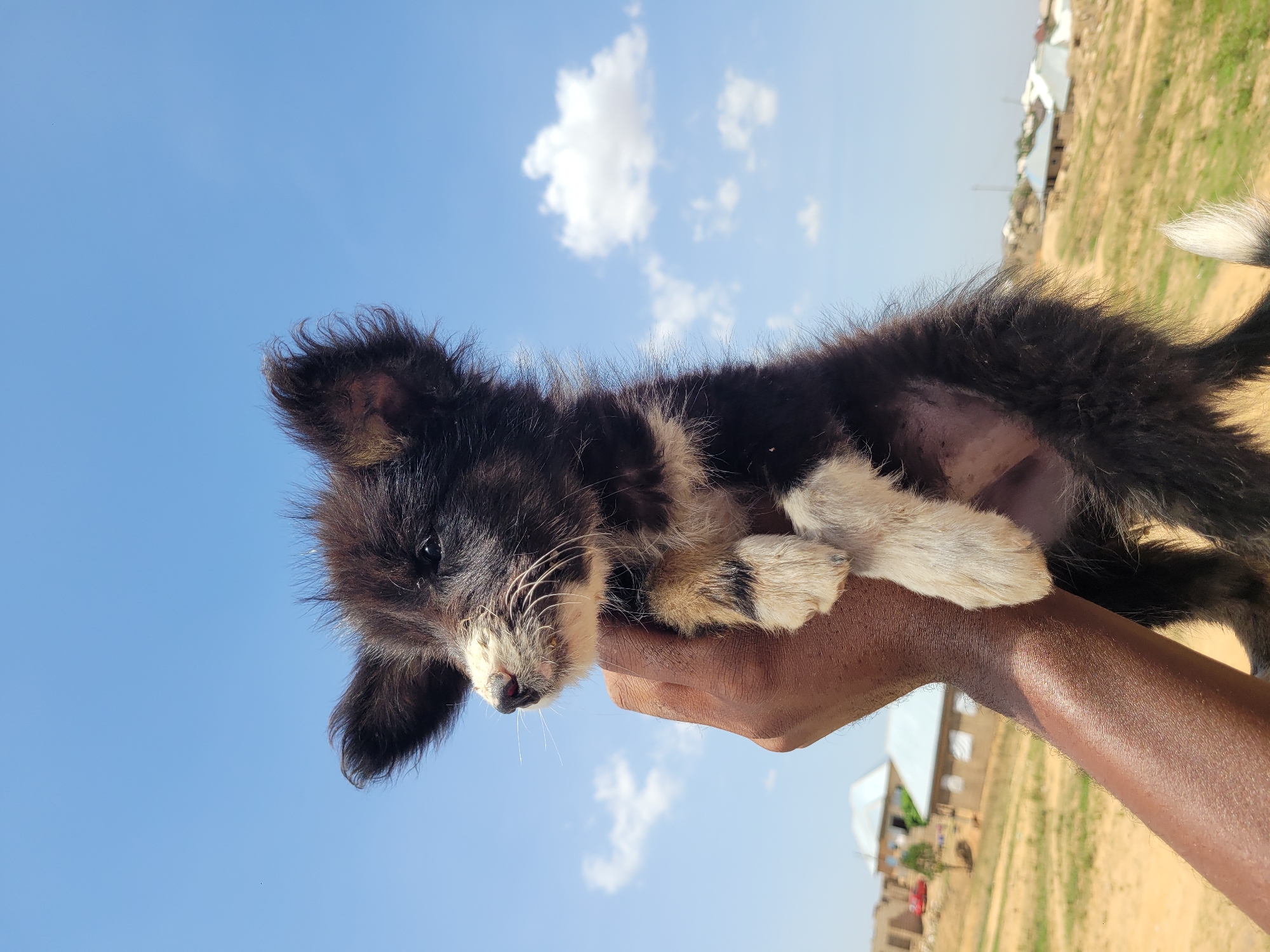 A medium shot shows a person holding a puppy in their bare hand in Barakin Akawo, Nigeria. The puppy is mostly black and brown with white paws and muzzle. The sky is a bright blue with a few fluffy white clouds. In the background is a landscape with some buildings and vegetation.
