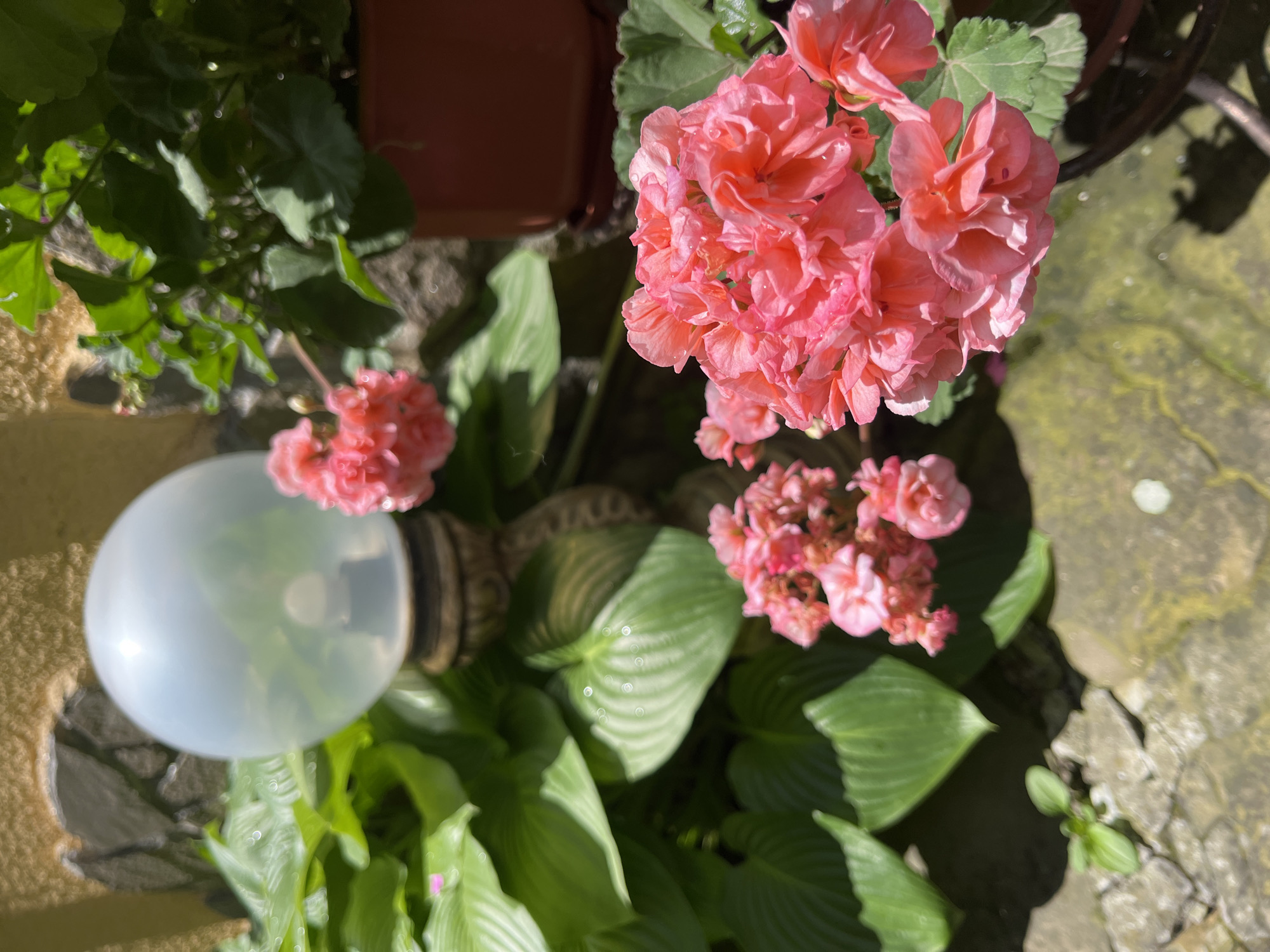 A close-up, eye-level shot features a vibrant cluster of pink geranium flowers in the foreground, with dew drops visible on the petals. To the left, a large-leaved hosta plant provides a lush green backdrop. In the mid-ground, a decorative lamp post with a translucent globe and an ornate base stands between the hosta and the geraniums. Behind the lamp post, a potted plant with green foliage is visible, its terracotta pot resting on a dark stand. The background shows a textured stone wall, partially covered by a yellowish facade, and hints of other greenery. The ground in the foreground is a mosaic of stone pavers, some with moss growth. The overall scene is outdoors, suggesting a garden or patio setting. The lighting indicates a sunny day, casting shadows. There are no people or animals present.