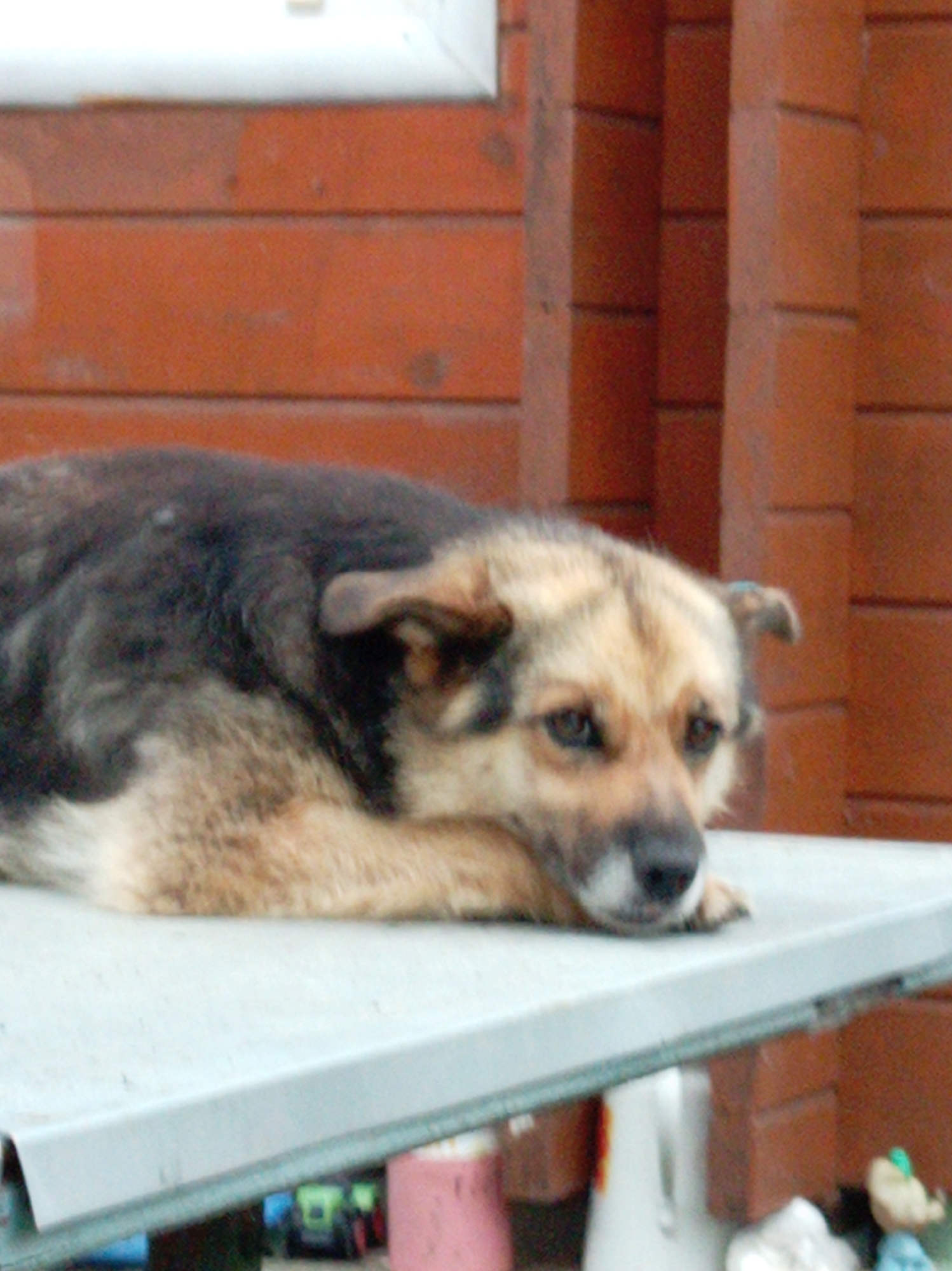 A medium-sized dog with tan and black fur is lying on a light-colored surface, possibly a table or a platform, in front of a reddish-brown brick wall. The dog is resting its head on its paws, and its eyes appear to be looking downward. The background consists of the horizontal brickwork and a white element at the top, likely a building structure. The overall scene suggests an outdoor setting, possibly in a backyard or a public space. The image was taken in the city of Artyom, Russia.