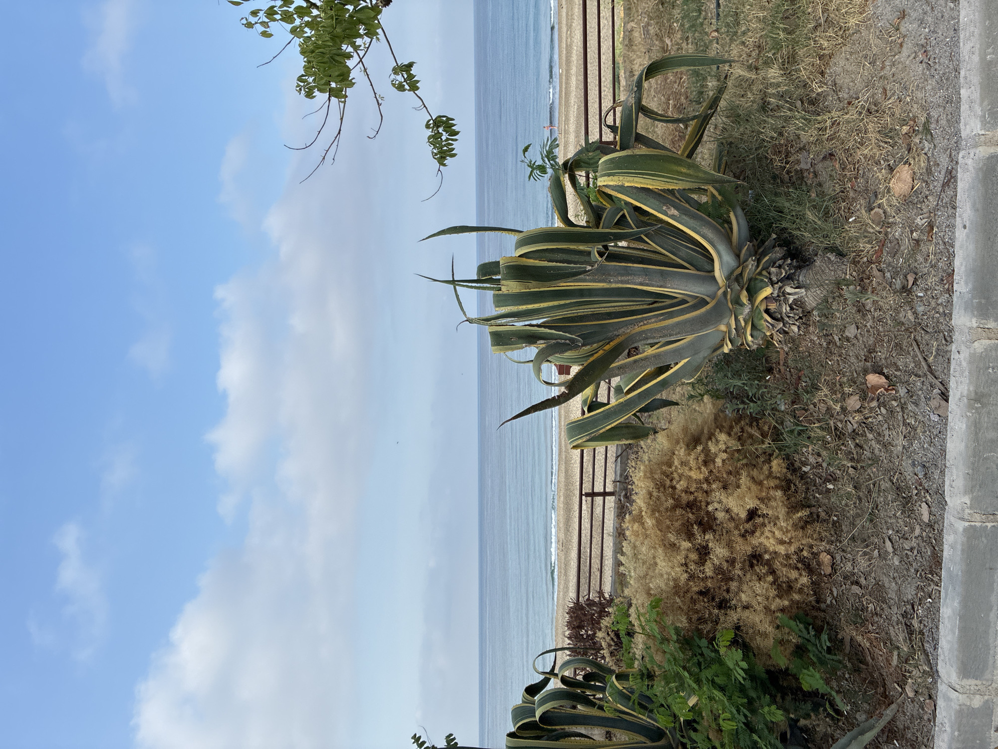 The image depicts a scene on the coast of Alanya, Turkey, with a focus on foreground vegetation and a view of the sea and beach. In the immediate foreground, a large agave plant with variegated green and yellow leaves dominates the right side of the frame. To its left, there is a clump of dry, feathery vegetation and some greenery. A concrete curb runs along the bottom of the image.
Behind the foreground plants, a sandy beach is visible, separated from the vegetation area by a low wooden fence. The sea stretches to the horizon, with gentle waves lapping the shore. The water is a muted blue-grey color, and the horizon line is clear under a pale blue sky with scattered white clouds.
In the distance, on the beach, a single person is faintly visible near the water's edge. To the right of the image, a tree branch with green leaves extends from the upper right corner, partially obscuring the sky. The overall impression is a tranquil coastal landscape.