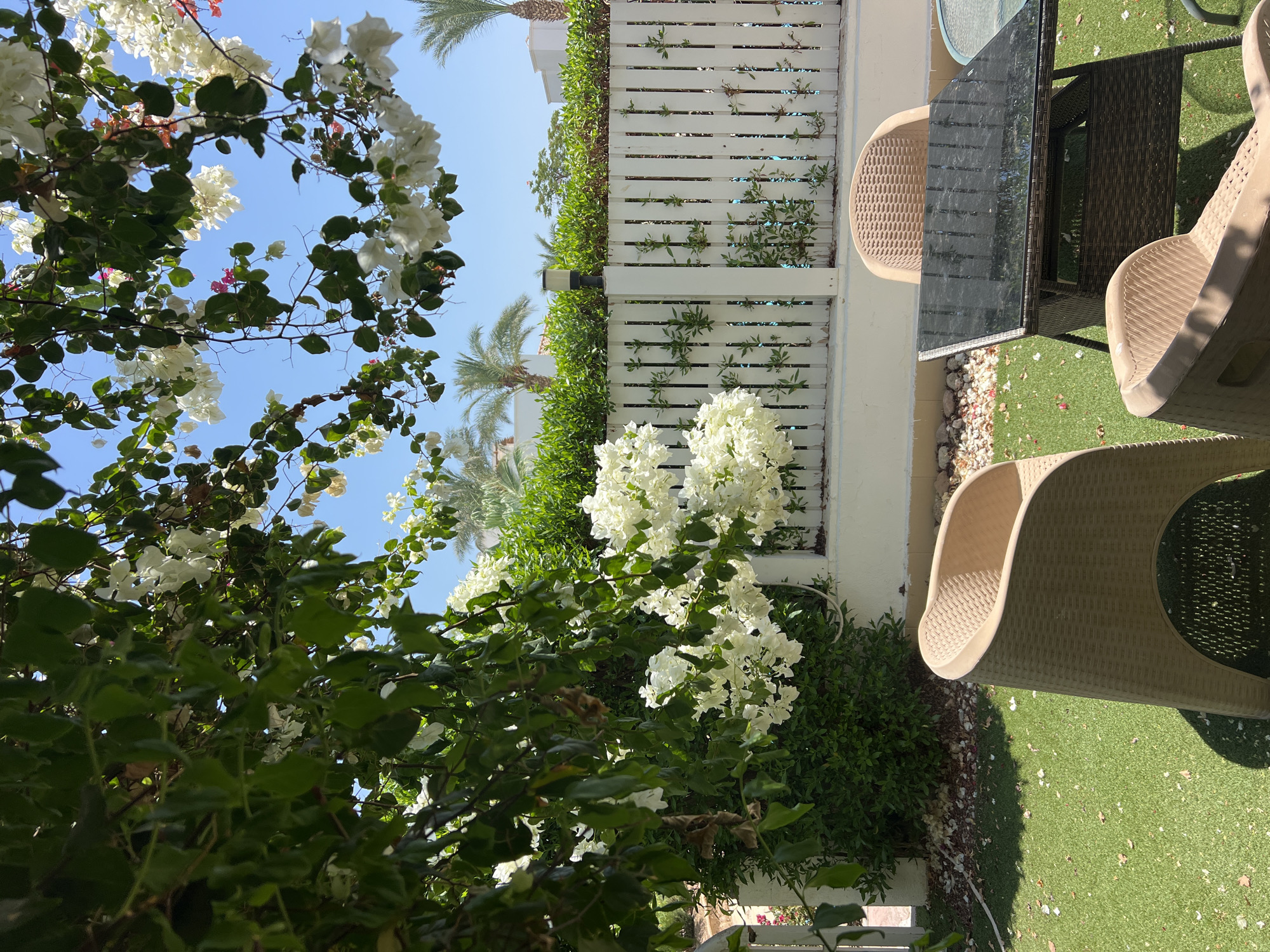 This is a daytime, eye-level, outdoor photograph of a patio area with faux grass in Sharm El Sheikh, Egypt. In the foreground, there are three woven, tan-colored chairs surrounding a dark-topped, rectangular outdoor table with a wicker base. To the left of the chairs, a white picket fence forms the boundary of the property. Behind the fence, there is a swimming pool, a neatly trimmed green hedge, and a few palm trees. White bougainvillea flowers are in bloom, hanging from branches that extend over the patio area. The sky is clear and blue.