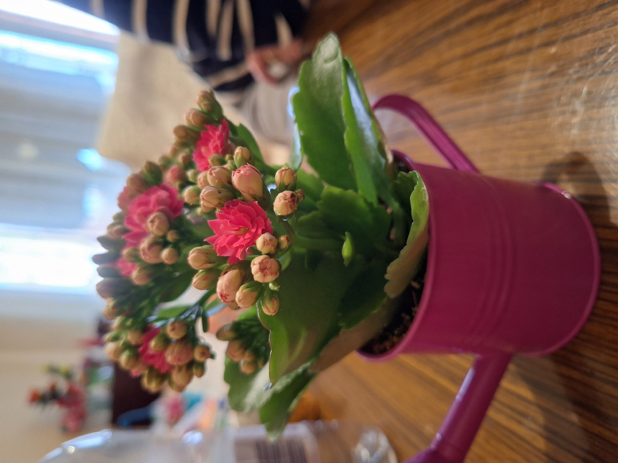 A close-up shot depicts a pink, watering-can-shaped pot containing a Kalanchoe blossfeldiana plant with bright pink flowers and green leaves. The pot is on a brown wooden surface. The background is blurred, but elements suggest an interior setting with natural light and possibly a window. There is no evidence to indicate this image was taken in Blagoevgrad, Bulgaria. There are no people present in this image.