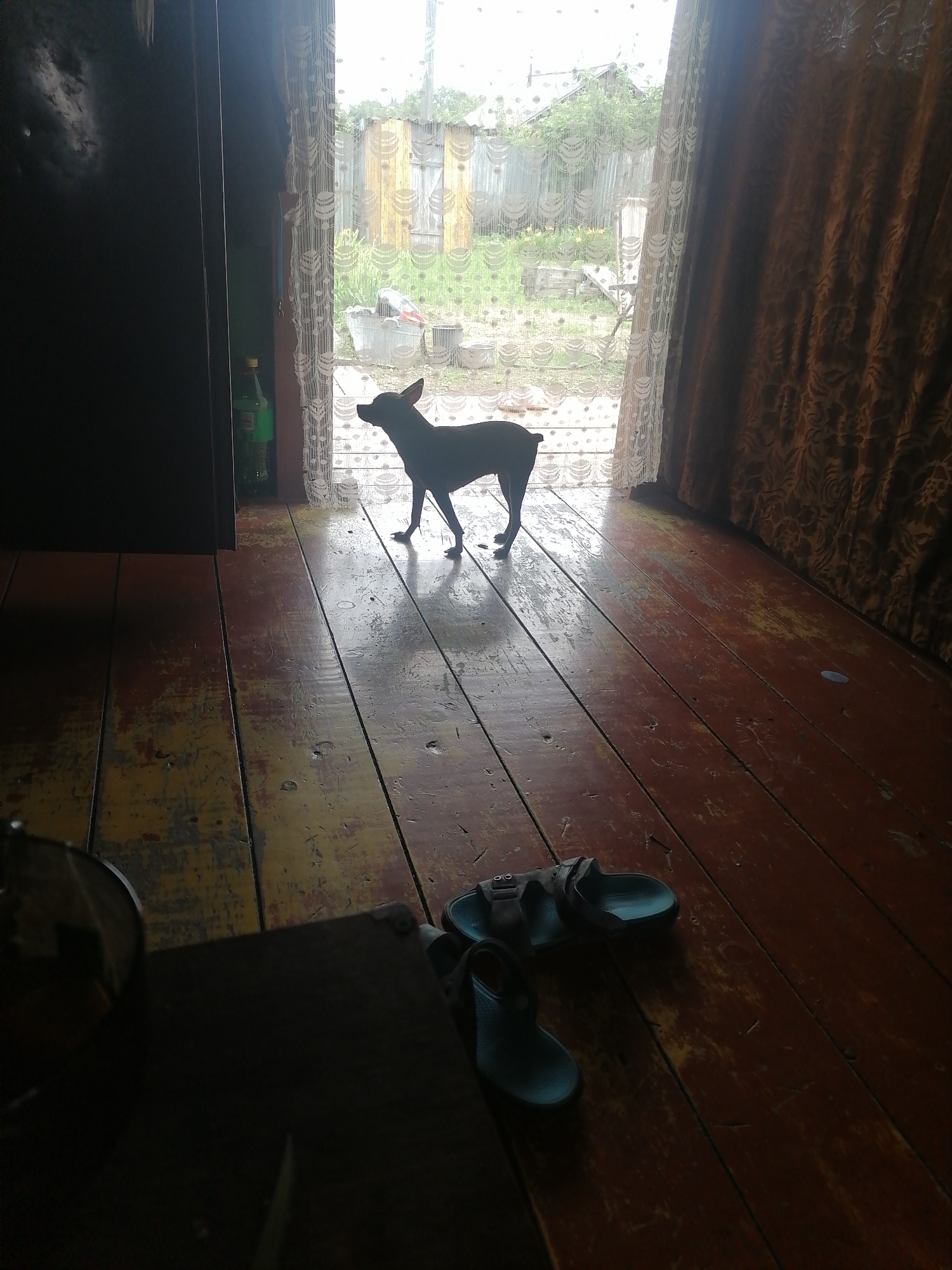 In a dimly lit room with weathered wooden floors, a small, dark-colored dog stands silhouetted against a bright window. The dog is facing left, with its head turned slightly upwards, and its shadow stretches out behind it on the floor. A green plastic bottle is visible on the left side of the image, near the doorframe. In the foreground, a pair of blue sandals lies on the wooden floor. Outside the window, a rustic scene is visible, with wooden fences, greenery, and some scattered objects. The overall impression is one of a simple, rural dwelling. The specific location within Novopokrovka, Russia, cannot be determined from the visual information alone.