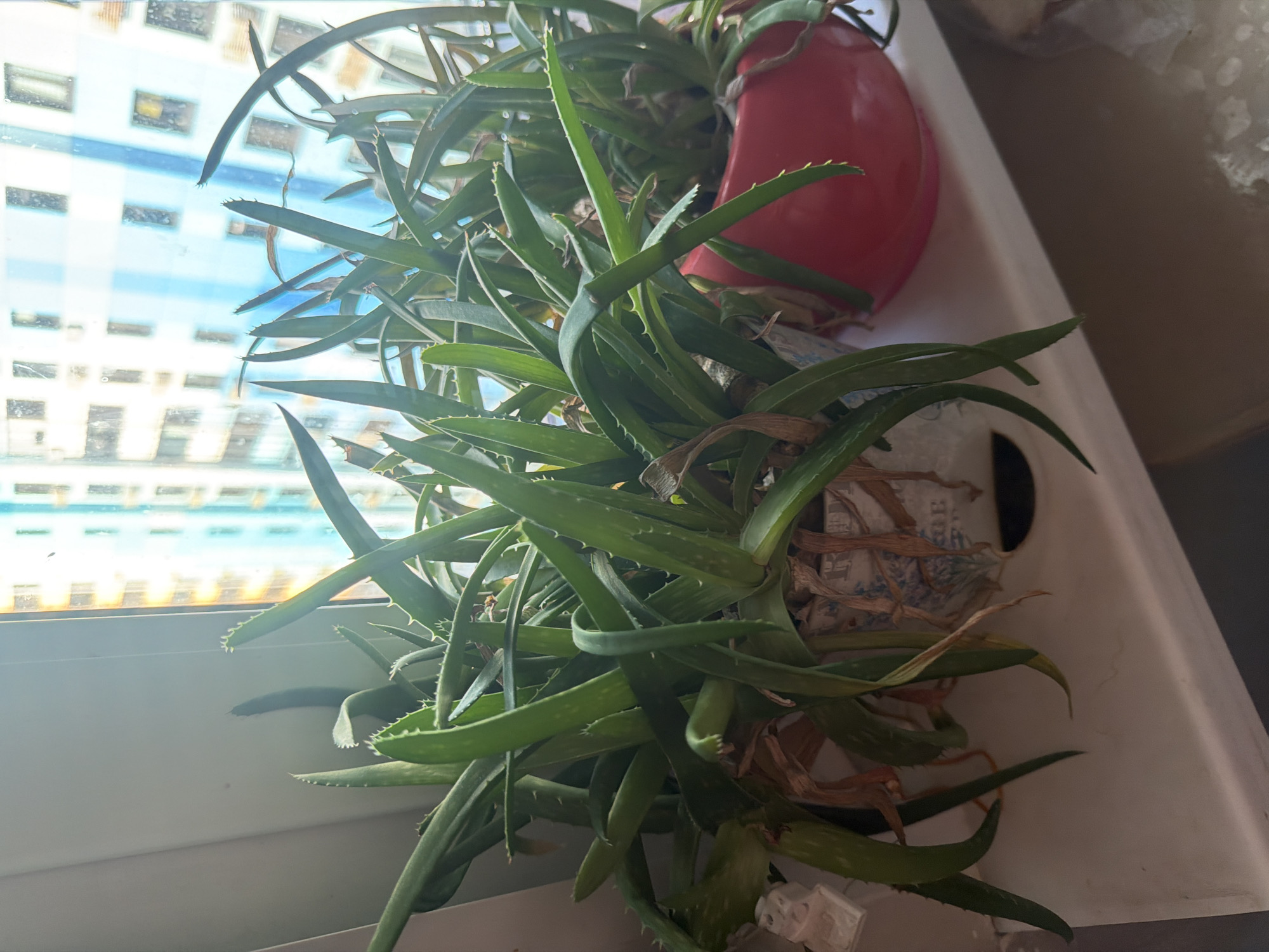 In the city of Unknown, Unknown, an indoor scene features two potted aloe vera plants situated on a windowsill. The plants, with their long, green, spiky leaves, are positioned in front of a window that offers a view of a modern, light blue building with multiple windows. One aloe vera plant is in a pot adorned with a blue and white floral pattern, while the other is in a vibrant red pot. The lighting suggests it is daytime.