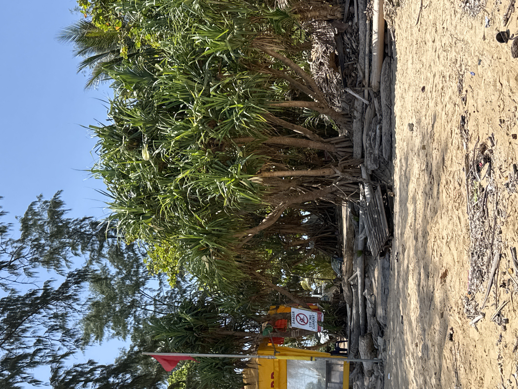 The image depicts a beach scene in Rawai, Thailand. In the foreground, sand is strewn with debris, including twigs and broken pieces of wood. A cluster of palm-like trees with visible prop roots dominates the mid-ground, with some greenery and foliage behind them. To the left, a yellow structure, possibly a lifeguard station, is partially visible, with a red flag flying above it. A sign with a red circle and a line through a swimmer symbol, along with text indicating "DANGER STRONG CURRENT," is affixed to a tree. In the background, more trees and vegetation are visible under a clear blue sky. There is no discernible activity or interaction occurring between people in the image.