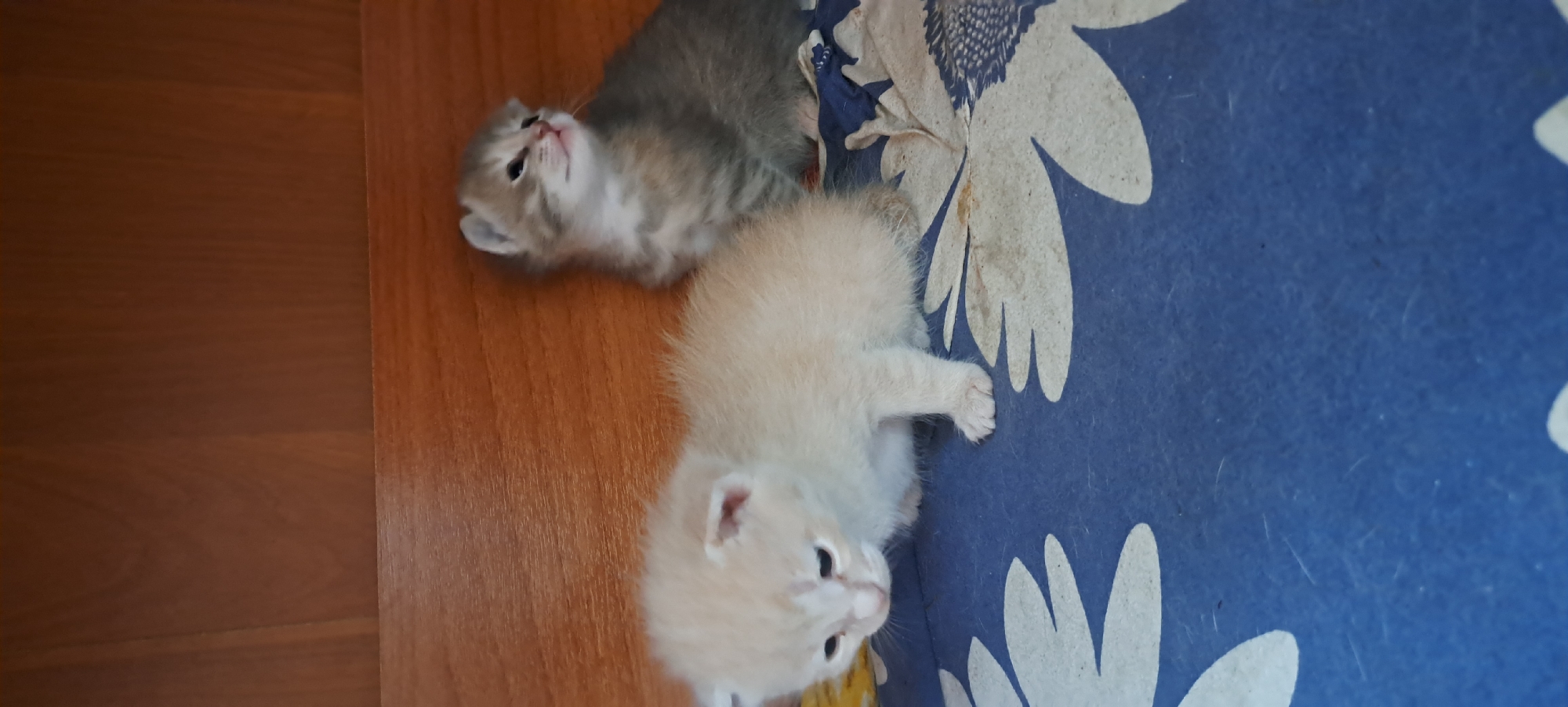 Two kittens are on a blue surface with white floral patterns. The kitten on the left is light orange and has its head lowered. The kitten on the right is grey and white tabby, with its head tilted up. Both kittens appear to be young. The background is a wooden surface. The location is in the village of Azhmushkino, Russia.