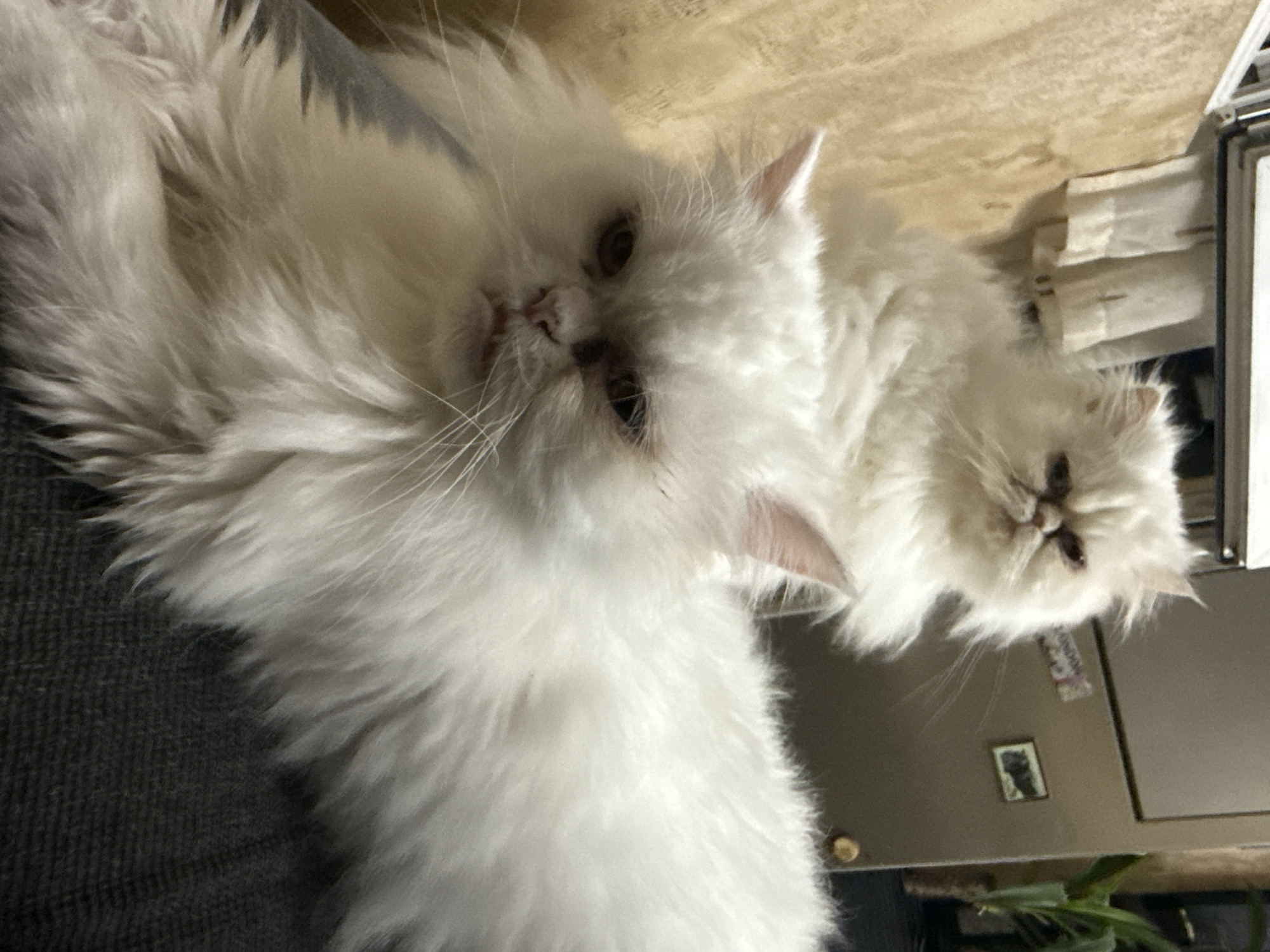 Two white Persian cats are visible in the foreground and background of the image. The cat in the foreground is closer to the camera, with its head turned slightly to the left and its mouth open. The cat in the background is further away and appears to be looking directly at the camera. Both cats have fluffy white fur and distinct facial features typical of the breed. The environment appears to be indoors, with wooden paneling on the left side of the image and a metallic surface with stickers and a small framed picture on the right. A plant is visible in the background on the right. The cats are positioned on a dark, textured surface, likely a piece of furniture or fabric. The lighting suggests an indoor setting. The image does not provide any information or visual cues to determine its location in the city of Burgas, Bulgaria.