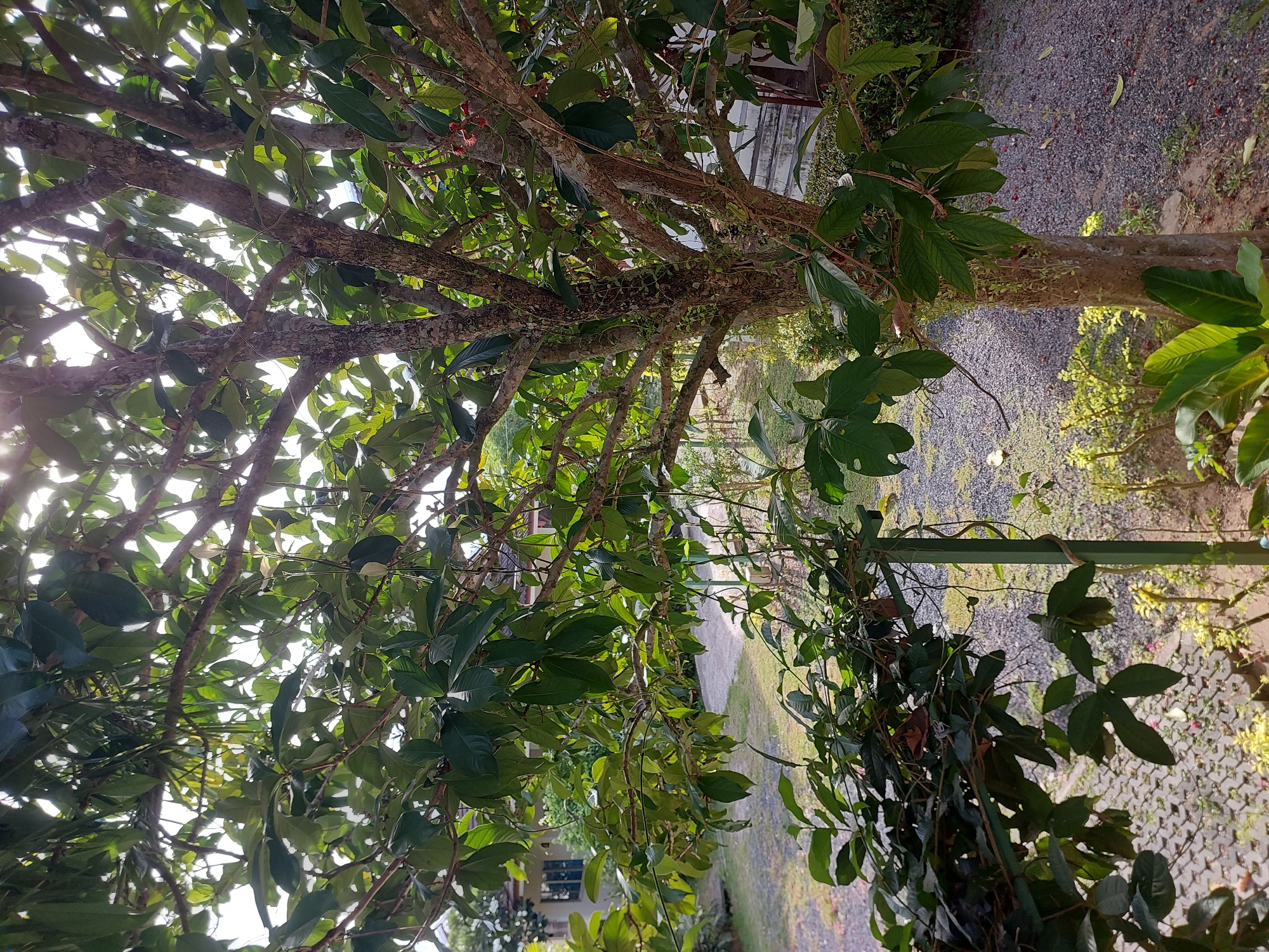 The image depicts a sun-dappled tree with lush green foliage and a textured bark in Baan Mae Nam, Thailand. The tree's branches extend towards the bright sky, with sunlight filtering through the leaves, creating a dappled effect. In the background, a pathway made of interlocking paving stones is visible, leading towards a house with white walls and a dark-tiled roof. Small red fruits are scattered on the ground beneath the tree, along with a thin layer of gravel. The foreground features more greenery, including large, broad leaves. A green metal support structure is partially visible, entwined with vines. The overall scene suggests a peaceful outdoor setting within a residential area.