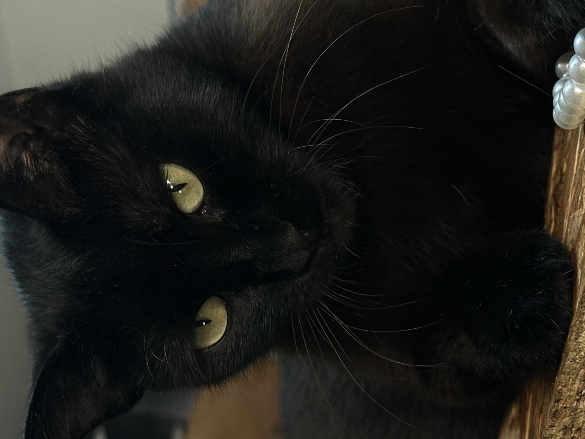 A close-up portrait features a black cat with striking yellow-green eyes, looking directly at the viewer. The cat's head is slightly tilted, and its expression appears calm and curious. Its dense, dark fur is visible, along with numerous long, white whiskers that fan out from its muzzle. The pupils of its eyes are vertical and show distinct reflections from an unseen light source.
To the right of the cat's face, a textured, light brown wooden surface is visible, likely a part of a cat tree or scratching post. Resting on or near this wooden object are several shiny, off-white, spherical objects, resembling pearls, possibly part of a decoration or toy. The background is softly blurred, indicating an indoor setting with muted tones of gray and brown. The lighting is soft, highlighting the cat's features against its dark fur. No text is visible in the image. This media file was taken in Bartula, Montenegro.