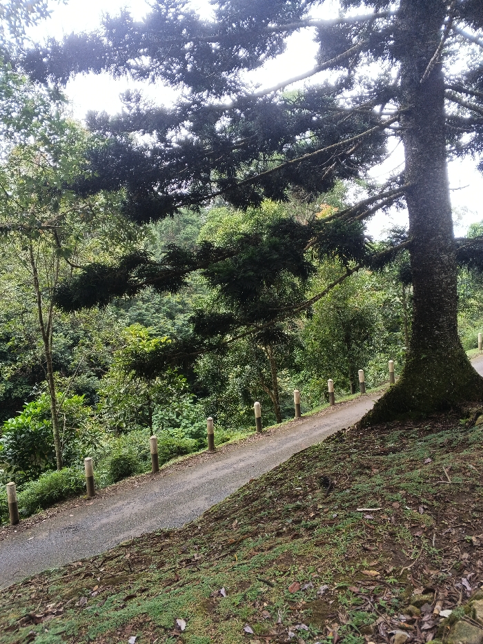 The image displays a natural outdoor scene identified as being within the city of Tah, Vietnam. A dense forest environment is depicted under an overcast or hazy sky, partially visible through the tree canopy. A prominent, large-trunked tree, dark in color with textured, moss-covered bark at its base, dominates the right side of the frame. Its thick, dark green canopy extends across the upper and central portions of the image, partially obscuring the sky. A narrow, unpaved or gravel path, appearing damp, curves from the lower left towards the upper left, ascending through the landscape. Approximately seven short, cylindrical bollards or posts, light-colored on top with darker bases, are evenly spaced along the outer edge of the path, running parallel to its curve. The foreground consists of a sloping terrain covered with sparse green groundcover, moss, and scattered leaf litter. The background is characterized by a continuous expanse of lush green trees and foliage, indicating a deep forest or valley setting. No individuals, animals, specific actions, or interactions are visible within the frame.