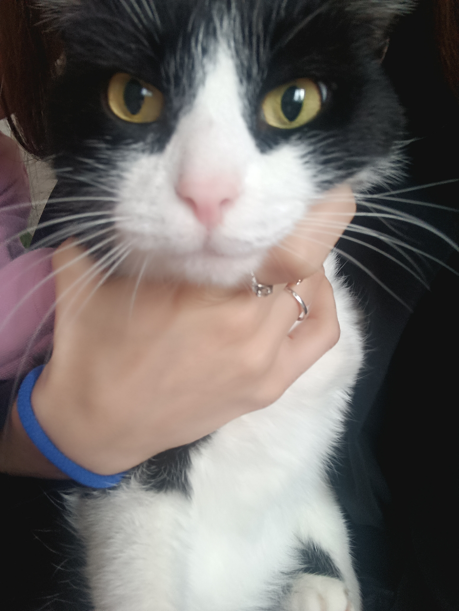 A close-up shot shows a black and white cat being held by a person. The cat has yellow eyes and a pink nose. The person's hand is visible, adorned with two rings. A blue bracelet is on the person's wrist. The background is dark and out of focus. There is no indication that this photograph was taken in Chaikovsky, Russia.