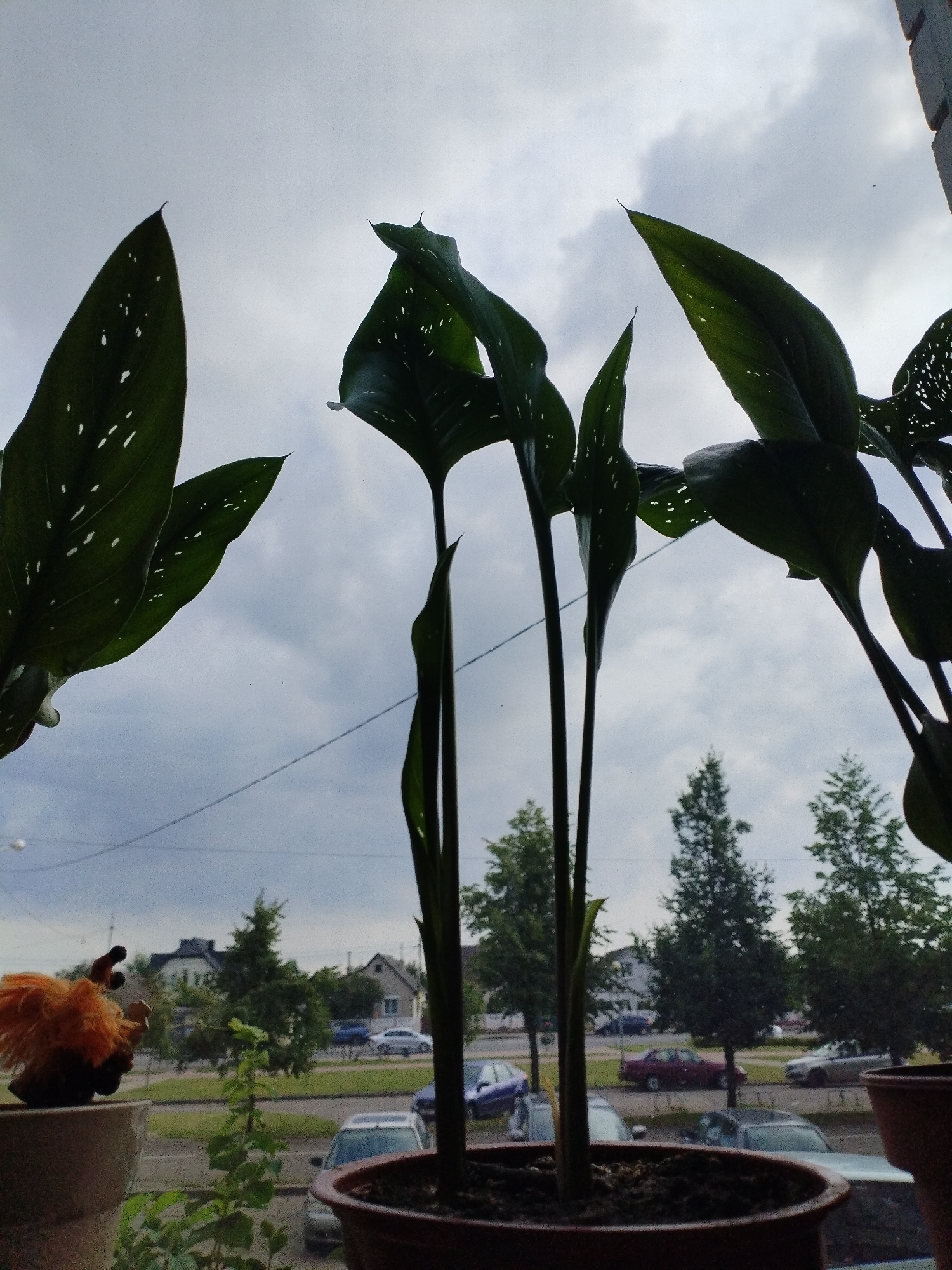 The image shows a view from a window, with several large, dark green leaves with white spots dominating the foreground. These leaves appear to be from a houseplant, likely a Dieffenbachia, positioned in a brown pot which is partially visible at the bottom of the frame. To the left, a small, orange, fuzzy decorative object with black eyes and a beak is perched on another pot.
Beyond the plants, a street scene is visible through the window. Cars are parked and driving on the street, including a dark red sedan, a silver sedan, and several other vehicles. Houses with pitched roofs are visible in the background, along with mature trees lining the street. The sky is overcast with grey clouds. The scene appears to be in an urban or suburban environment, consistent with the city of Polatsk, Belarus, given the typical architecture and vegetation observed. No people are visible in the image.
