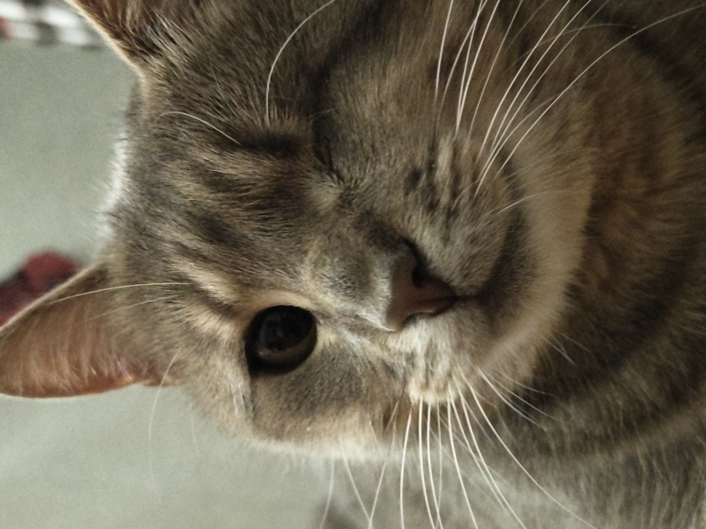 A close-up, eye-level, full-frame photograph captures the face of a grey tabby cat. The cat is in focus, and its fur displays tabby markings. Its left eye is wide open, a dark pupil surrounded by a light brown iris, while its right eye is partially closed, giving the impression of a wink. The cat's nose is a light pinkish-brown, and its whiskers are long and white, fanning out from its snout. The background is softly blurred, with a muted grey wall and a hint of a red object, possibly fabric, in the upper left corner. The lighting is soft, highlighting the texture of the cat's fur.
