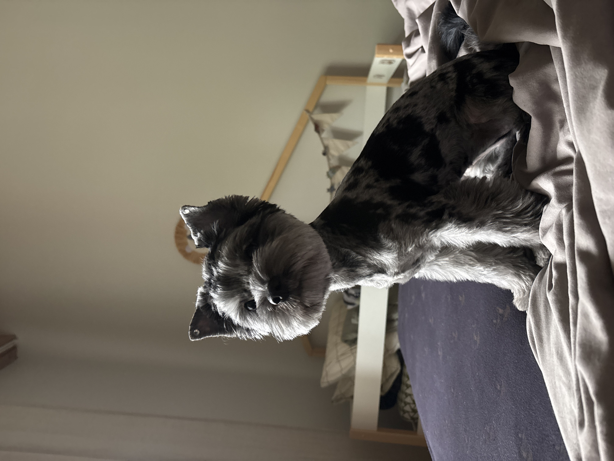 This forensic description portrays an indoor setting in Chaikovsky, Russia, featuring a small, short-haired dog with mottled grey, black, and white fur, consistent with a Merle Yorkshire Terrier or similar crossbreed. The dog, positioned centrally and upright on a bed, looks slightly to the left of the frame. Its head fur is rounded and fluffy, contrasting with its closely trimmed body. A small, reflective stud is embedded near the tip of its left ear. The dog's front paws are visible on a rumpled, light taupe duvet covering the bed, beneath which a section of a dark purple mattress protector is discernible. The background consists of light-colored walls. To the right, a light-toned wooden bed frame, featuring white horizontal rails and a string of decorative triangular fabric pennants, is visible. A patterned pillow rests behind the frame. The scene is illuminated by soft, ambient light originating from the left. No human presence is observed.