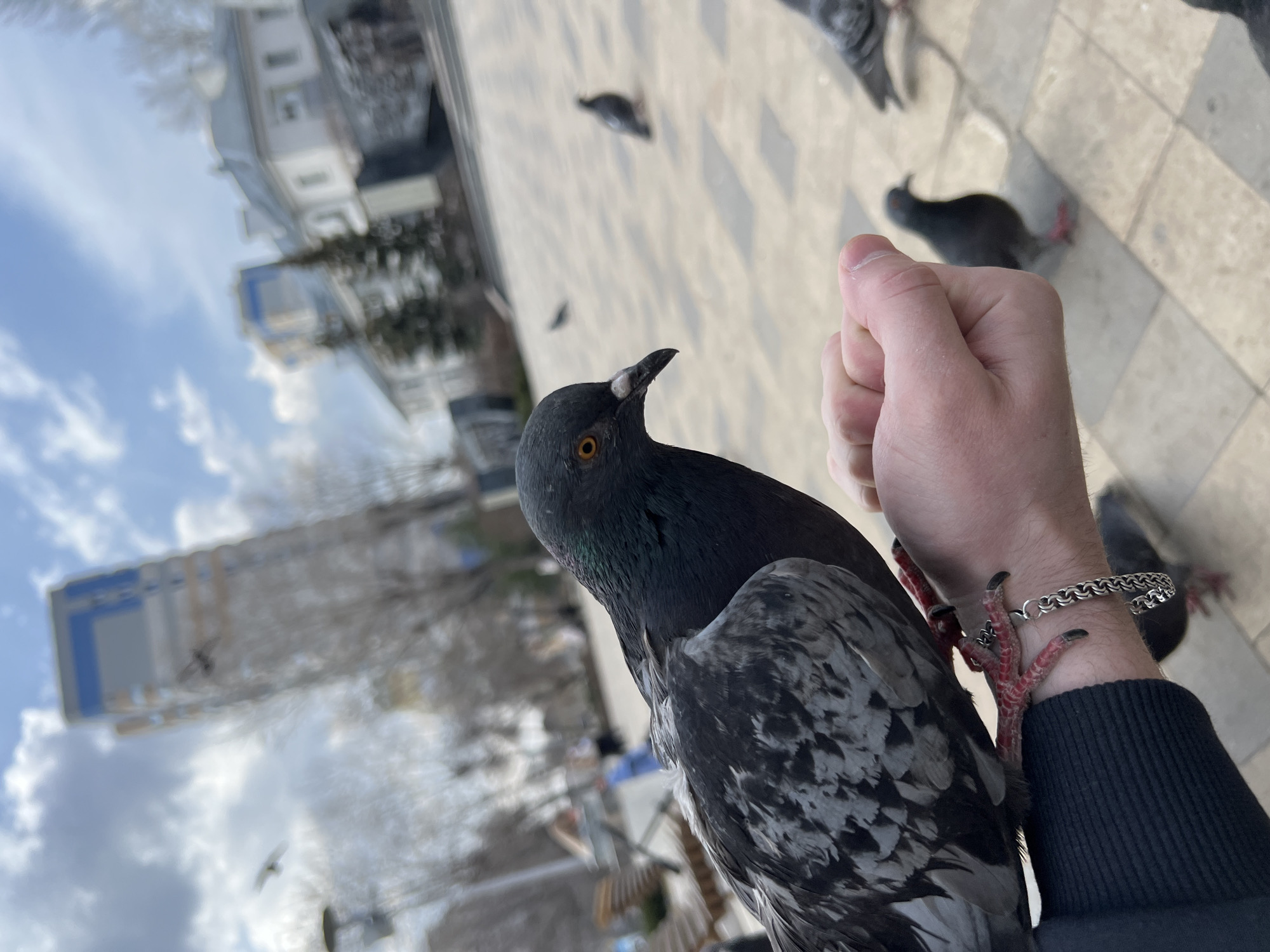 A pigeon perches on a person's arm wearing a silver bracelet and dark sweater, with the background showing a city scene, including buildings, trees, and a cloudy sky. Additional pigeons are standing on the tiled ground in the background. The location appears to be in Kazan, Russia.