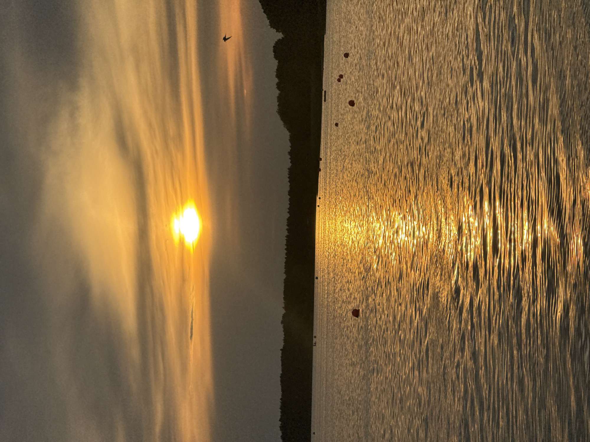 The image shows a sunset over a body of water. The sun is a bright orange orb low in the sky, casting a golden reflection on the rippling water. Dark trees line the distant shore, and several buoys are visible in the water. A bird is flying in the upper right quadrant of the image. The sky is a mix of orange and grey clouds. This scene appears to be at Lake Harku in Tallinn, Estonia.