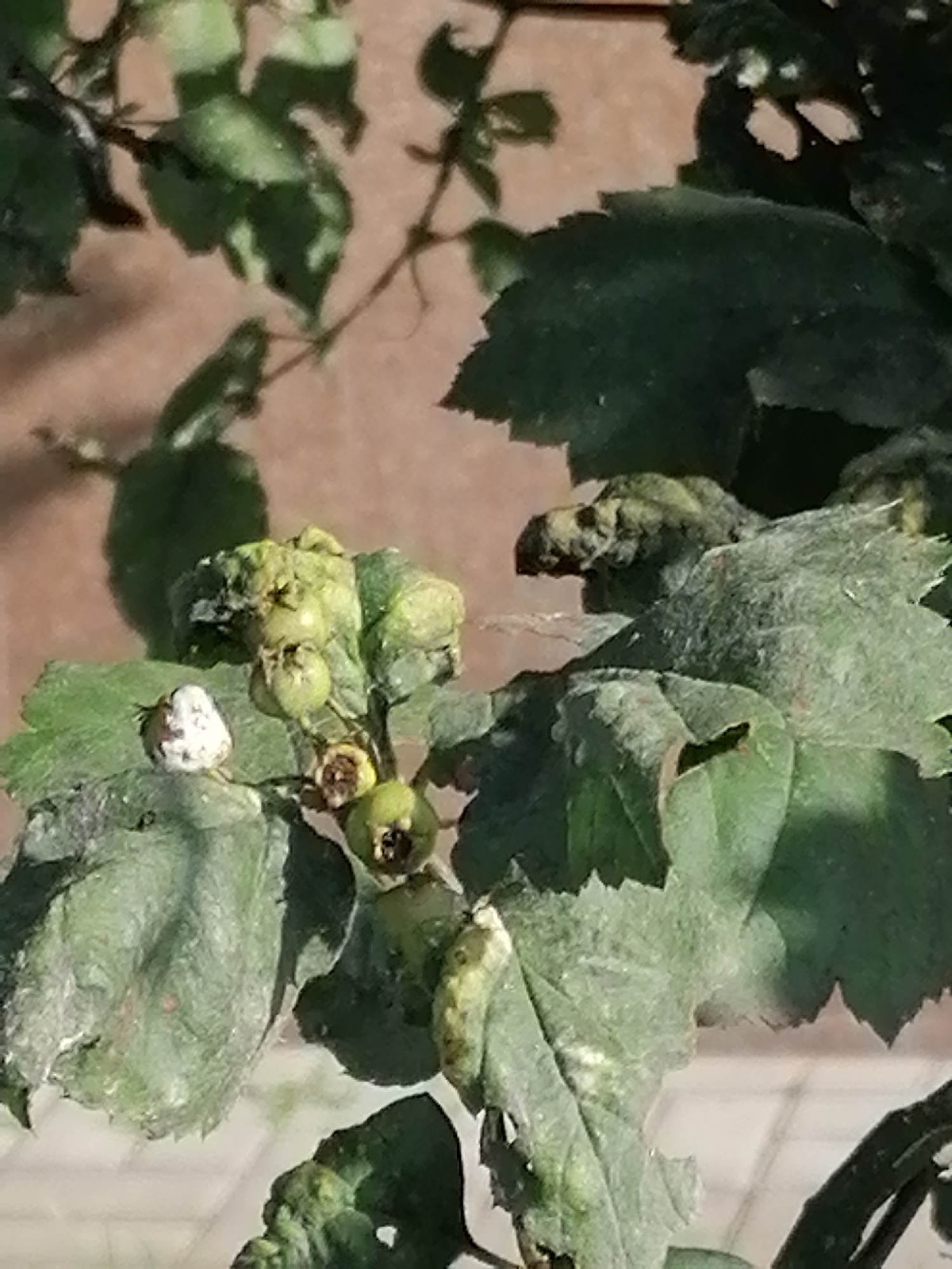 This media file captures a close-up view of a plant, likely a hawthorn, with distorted leaves and developing berries. The plant is in an outdoor setting, suggested by the natural light and the blurred background that appears to be a textured wall or fence. The leaves exhibit unusual, gnarled formations, and some are covered in a white, powdery substance, possibly a fungal growth or residue. Several clusters of small, green berries are visible, some appearing to be unripe or affected by disease. One berry stands out, covered in a white, flaky material. The lighting indicates it is daytime, with shadows casting across the foliage. The scene is static, focusing solely on the plant's condition. There is no visible text in the image. The overall impression is one of a plant struggling with an ailment or environmental stress.