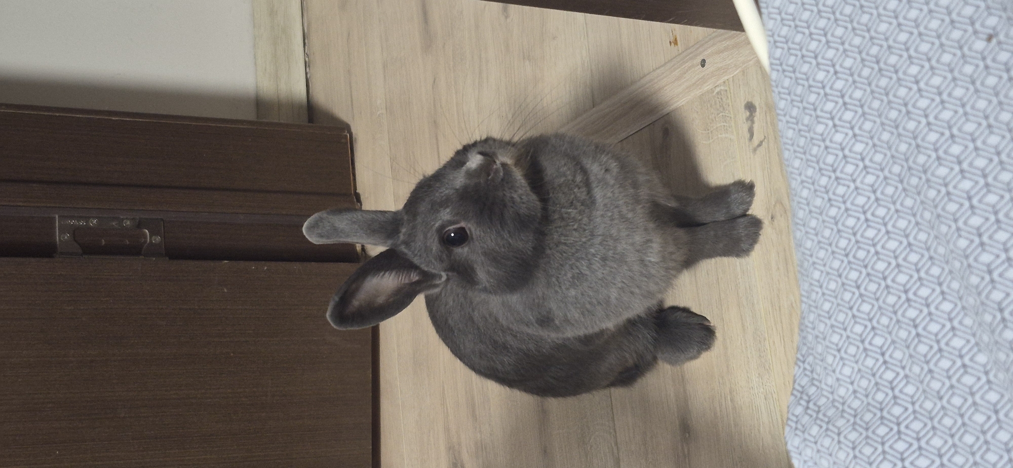 A gray rabbit is sitting on a wooden floor in front of a dark brown door. The rabbit is facing to the right, with its ears perked up. The floor is made of light-colored wood planks, and there is a gray patterned blanket in the foreground. The background shows a dark brown door with a metal hinge visible on the left side. The scene appears to be indoors, likely in a residential setting. There is no information to indicate the location in Ussurijsk, Russia.