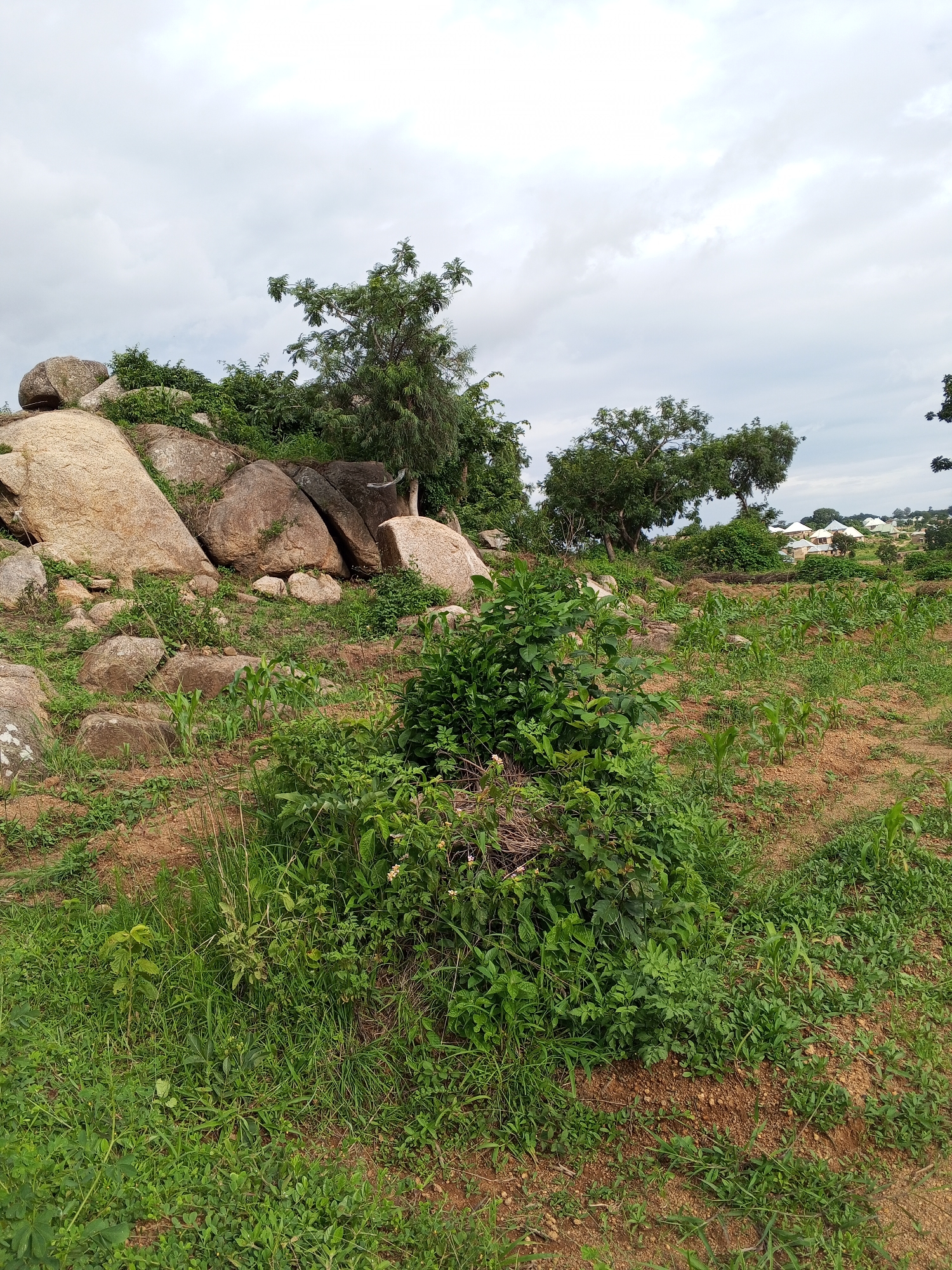 The image depicts an outdoor scene with a rocky, overgrown hillside in the foreground. Large, light-colored boulders are prominently featured on the left side, interspersed with green vegetation and smaller rocks. A dense cluster of green bushes and grass occupies the center of the frame, with some young corn plants visible in the middle ground. The background reveals a village with white-roofed buildings and scattered trees. The sky is overcast. The scene is consistent with a rural or semi-rural environment in Gwong, Nigeria. There are no people or animals visible.