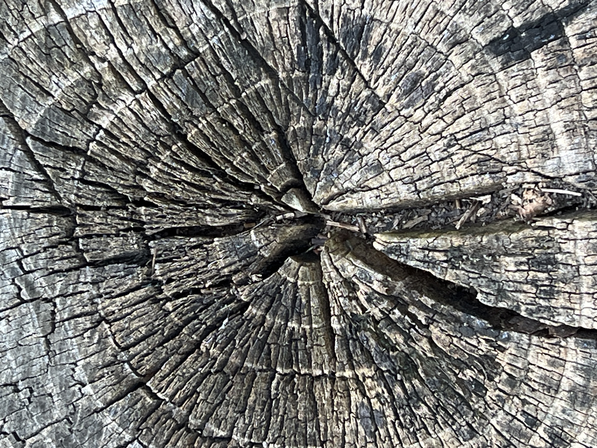 The image displays a close-up, overhead view of a weathered tree stump. The surface is characterized by a prominent starburst pattern of deep cracks radiating from the center. The wood exhibits a rough, aged texture with visible grain lines and splintering. Darker, shadowed areas contrast with lighter, sunlit sections, highlighting the deep fissures and uneven surface. Tiny debris, possibly dry leaves or twigs, are visible nestled within some of the cracks. The color palette consists of muted grays, browns, and blacks. The image does not contain any people, animals, or man-made structures that would indicate a specific location within Severskaya, Russia.