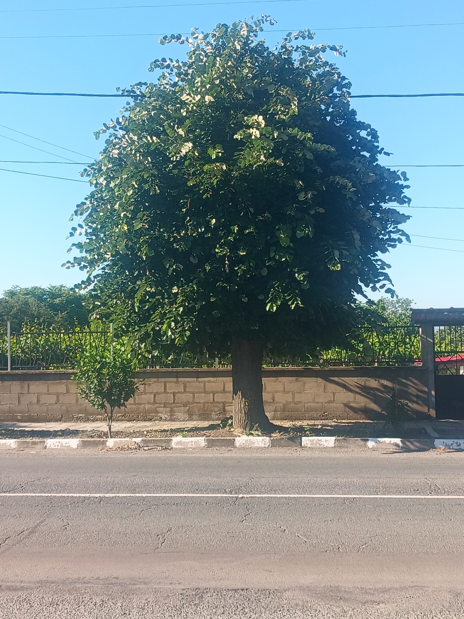 The image captures a street scene in Venets, Bulgaria, dominated by a large, leafy tree in the foreground. The tree, with its full canopy of green leaves, stands beside a grey brick wall and a metal fence. A smaller tree is positioned to the left of the larger one. Beyond the fence, lush green foliage is visible. A paved road with a white line runs across the bottom of the frame, separated from the sidewalk by a curb with white and grey markings. Power lines crisscross the clear blue sky above. The lighting suggests it is daytime.