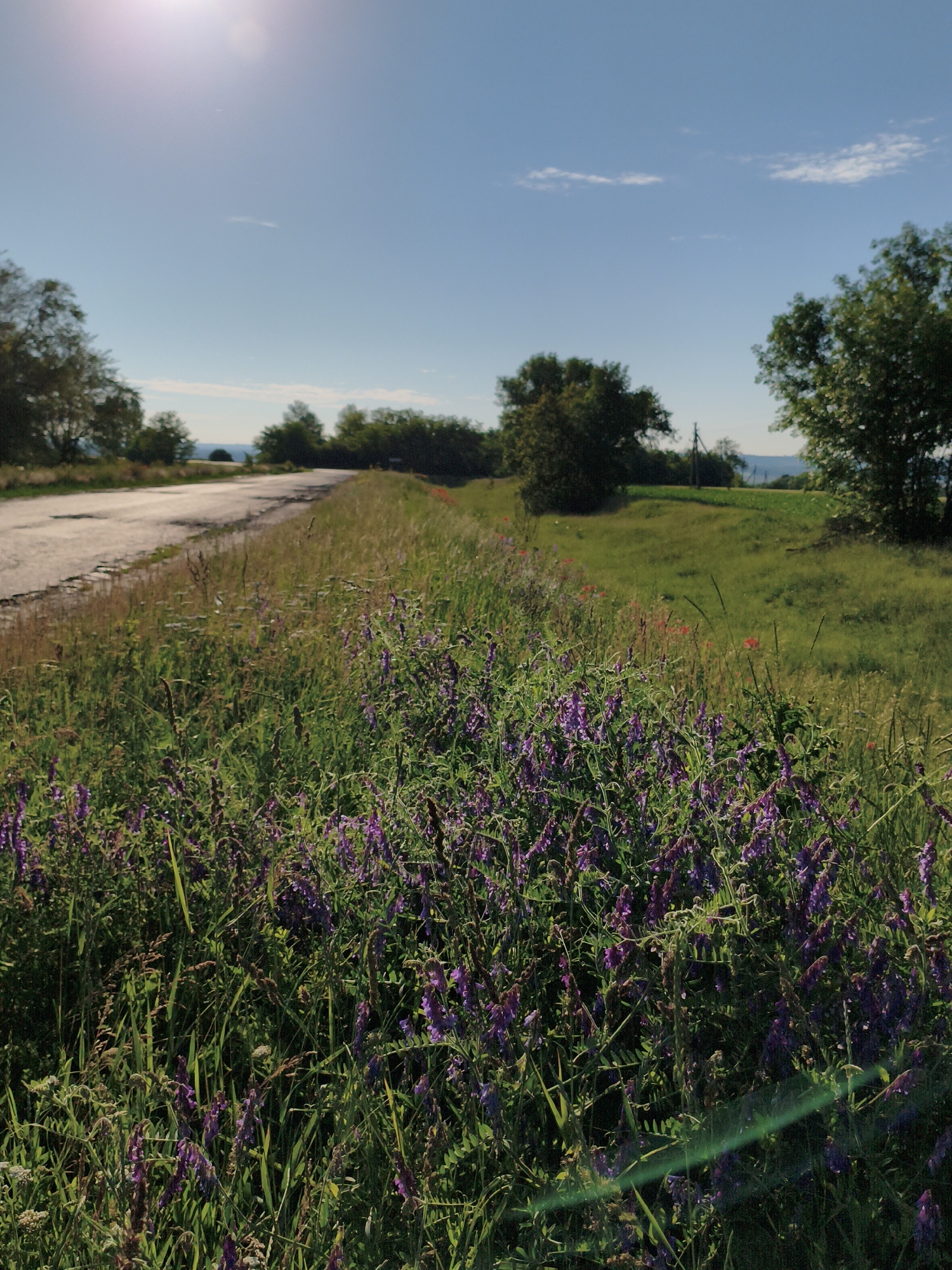 A sunny day in Ustyvytsia, Ukraine, features a rural roadside scene. The foreground is dominated by a dense patch of wild purple flowers and green grass, with some taller dry grasses mixed in. A cracked asphalt road runs along the left side of the image, curving away into the distance. Beyond the road, a gently sloping green field stretches out, dotted with more scattered red wildflowers. In the background, a line of trees forms a natural border, with a body of water visible in the far distance. The sky is a clear, bright blue with a few wispy white clouds and a bright sun shining down, creating lens flare in the lower right of the frame. The overall atmosphere is one of natural beauty and tranquility.