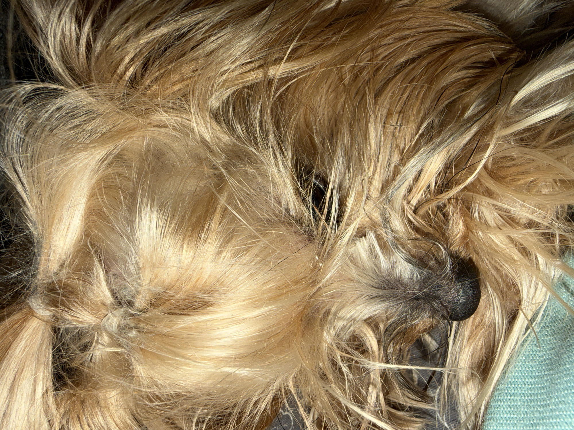 A very close-up, high-angle shot captures the dense, long, golden-blonde fur of a small dog, likely a Yorkshire Terrier or similar breed, as it rests or sleeps. The dog's face is largely enveloped by its voluminous hair, which dominates the frame. Its small, black, textured nose is clearly visible on the right side, peeking out from the fur. Darker strands of fur, ranging from brownish to black, are interspersed among the dominant golden tones, particularly around what appears to be a partially obscured eye near the nose and in other areas of the coat.
The fur exhibits a variety of textures, appearing soft and slightly disheveled, with strong highlights suggesting bright, possibly natural, lighting from above. Shadows are cast within the deeper layers of the fur, adding depth and dimension. In the bottom right corner, a small section of a soft, teal-colored fabric or blanket is visible, indicating the dog is resting on a comfortable surface. The overall impression is one of peaceful tranquility, focusing on the intricate details and warmth of the animal's coat. No visible text is present in the image. The scene is located in Perm, Russia.