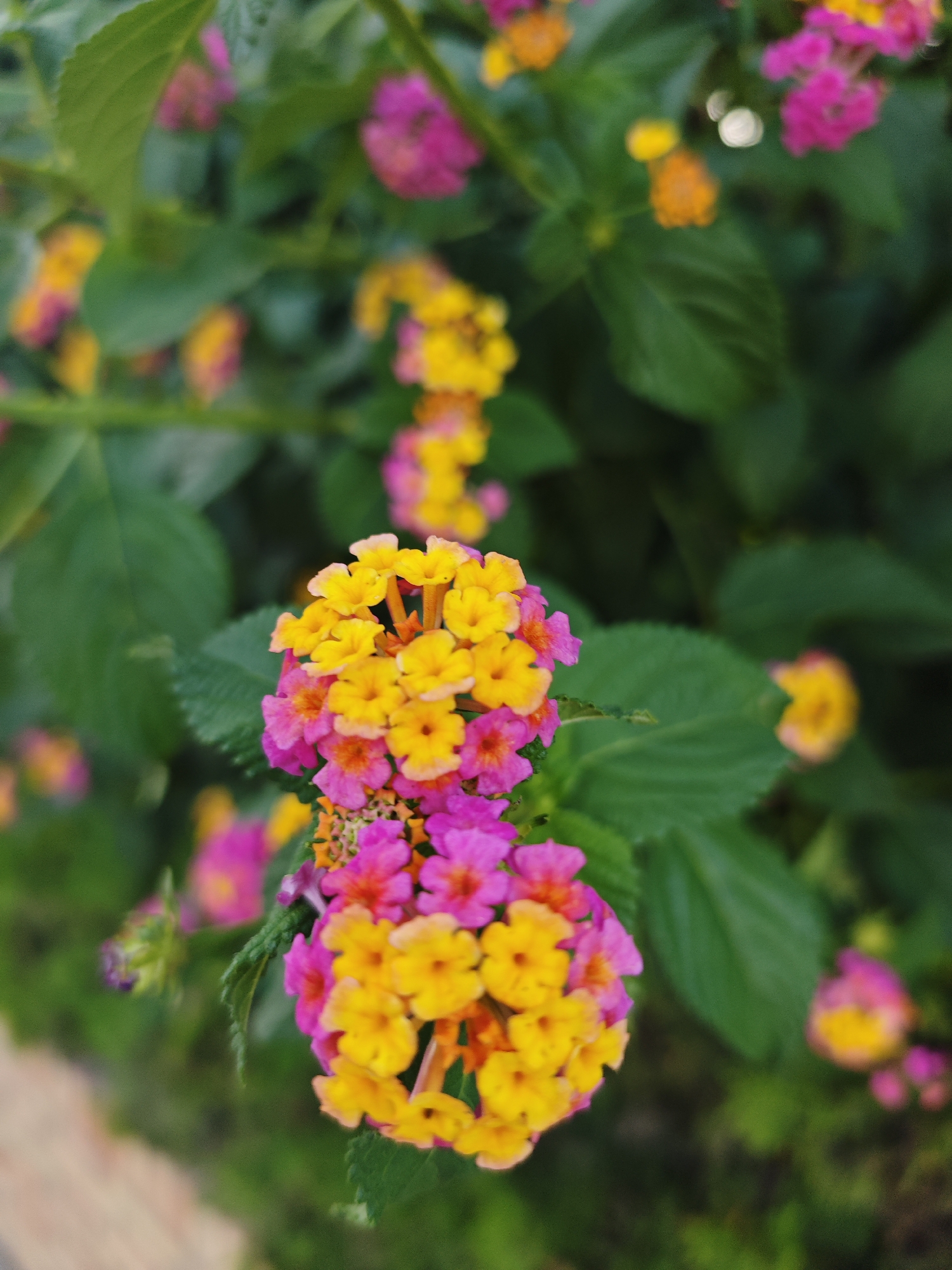 The image shows a close-up view of a cluster of Lantana flowers in bloom. The flowers are a vibrant mix of yellow, pink, and orange hues, arranged in small, rounded clusters. The background consists of lush green foliage, also out of focus, creating a soft bokeh effect. The scene appears to be outdoors, in a garden or park setting, likely in El Puerto de Santa María, Spain, given the context of the request. There are no people or animals visible in the image, and no specific actions or interactions are depicted. The focus is entirely on the colorful floral display.